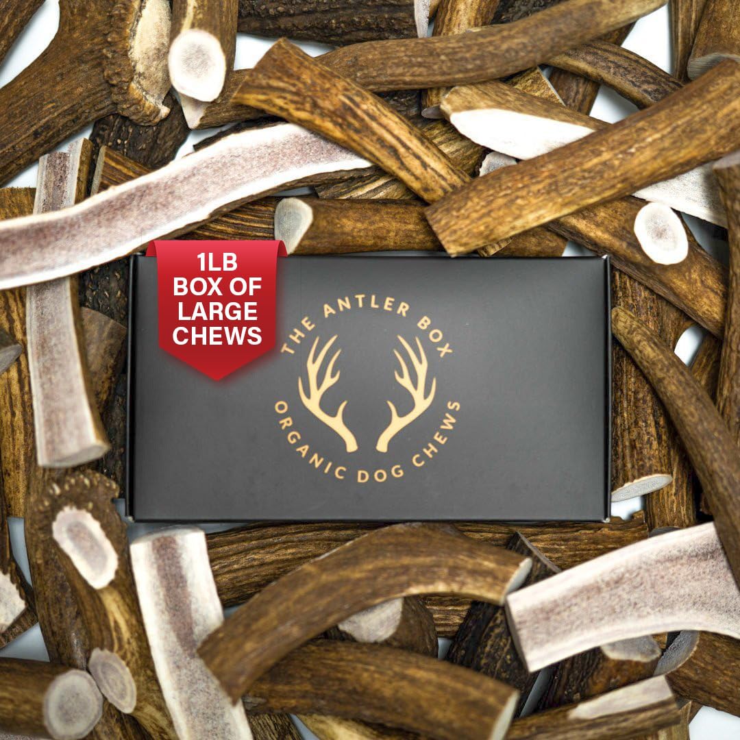 The Antler Box Premium Elk Antler Dog Chews (1 Pound Box) (Large (3 Pieces) Whole Only)