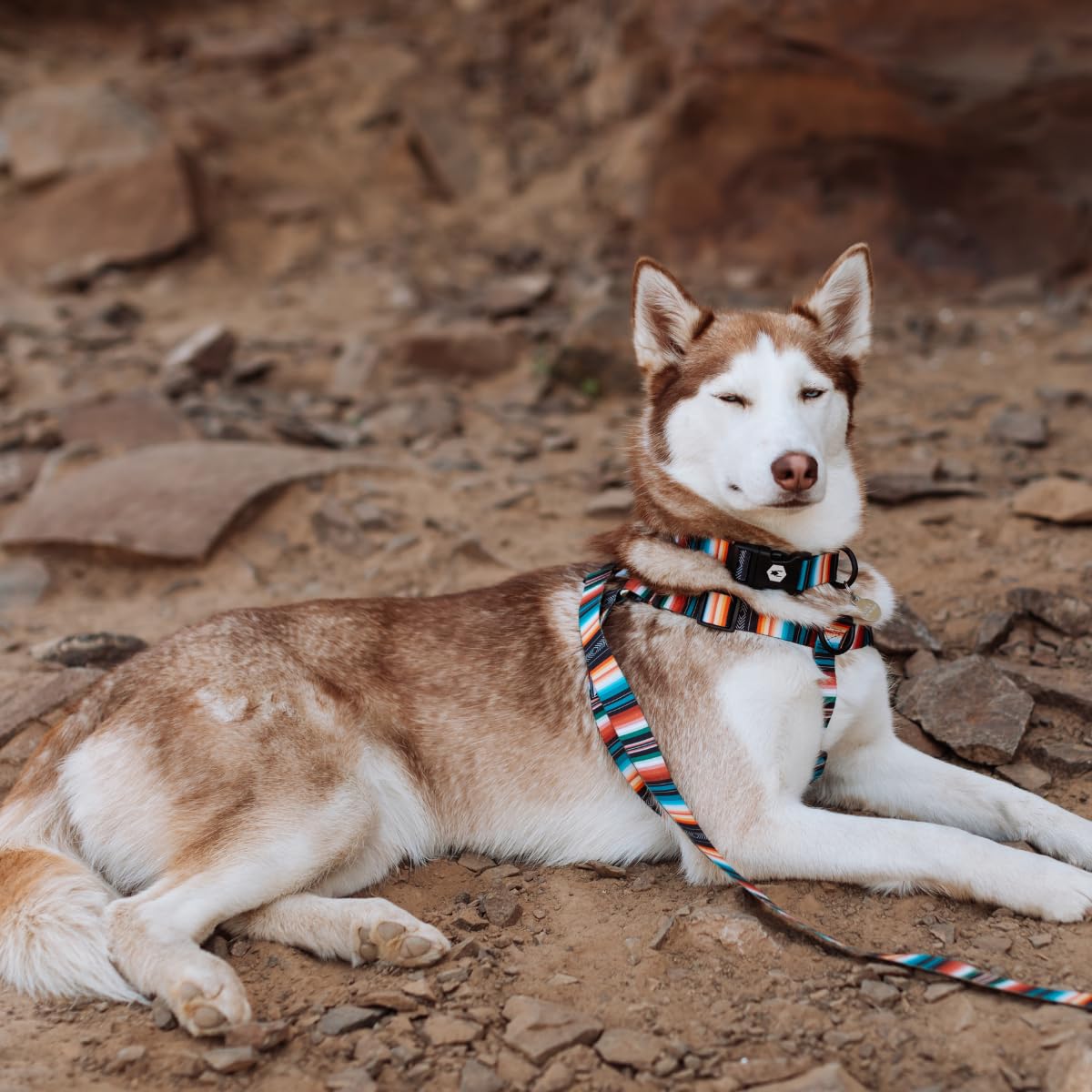 Wolfgang Heavy Duty Martingale Dog Collar With Quick Release Nylon Buckle For Walking & Training, Lostart Print, Small