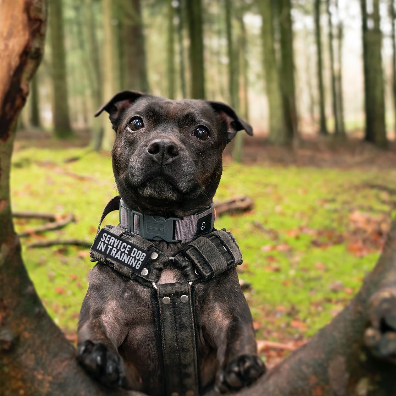 Zesion 4 Pcs Of Service Dog In Training Patch, Dog Tactical Vest Patch Removable Embroidered Hook And Loop Patch For Dog Vest Ca
