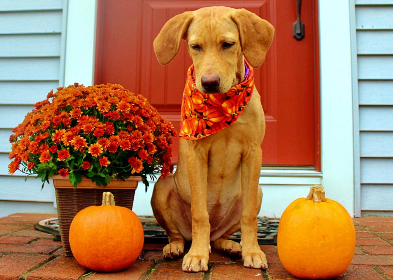 Kzhareen 4 Pcs/Pack Halloween Dog Bandana Pumpkin Reversible Triangle Bibs Scarf Accessories For Dogs Cats Pets Small