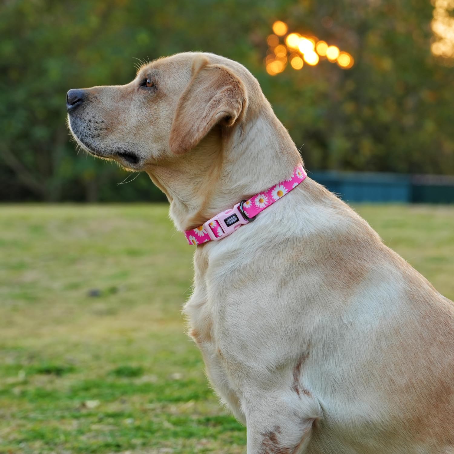 Olahibi Basic Dog Collar, Daisy Floral Pattern, Soft And Durable Polyester Material, Adjustable Length, For Small Dogs.(Small, H