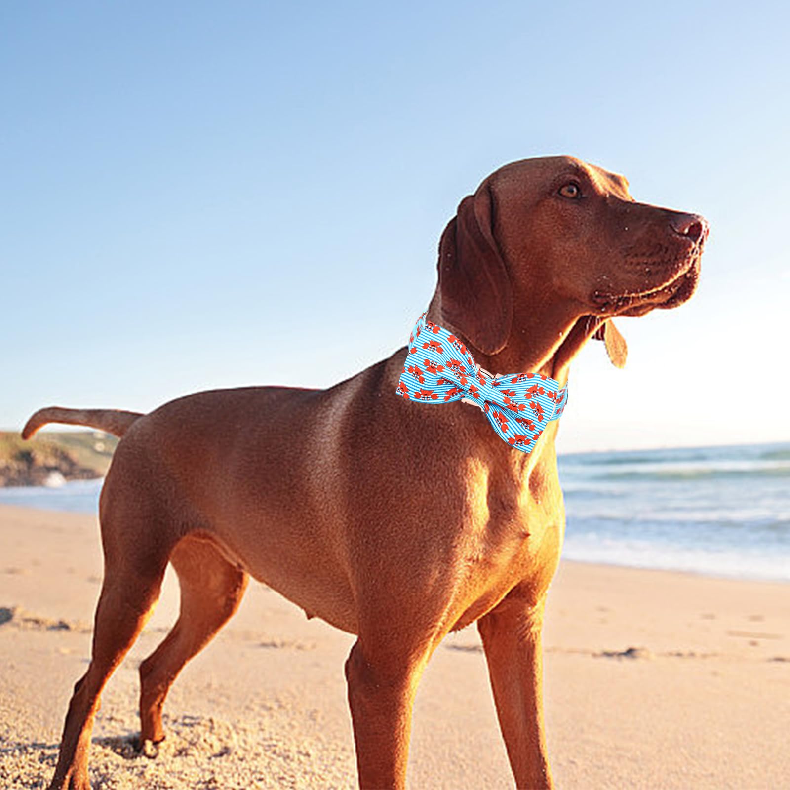 Lionheart Blue Dog Collar - Adjustable Stripe Bow Collar for X-Small Dogs