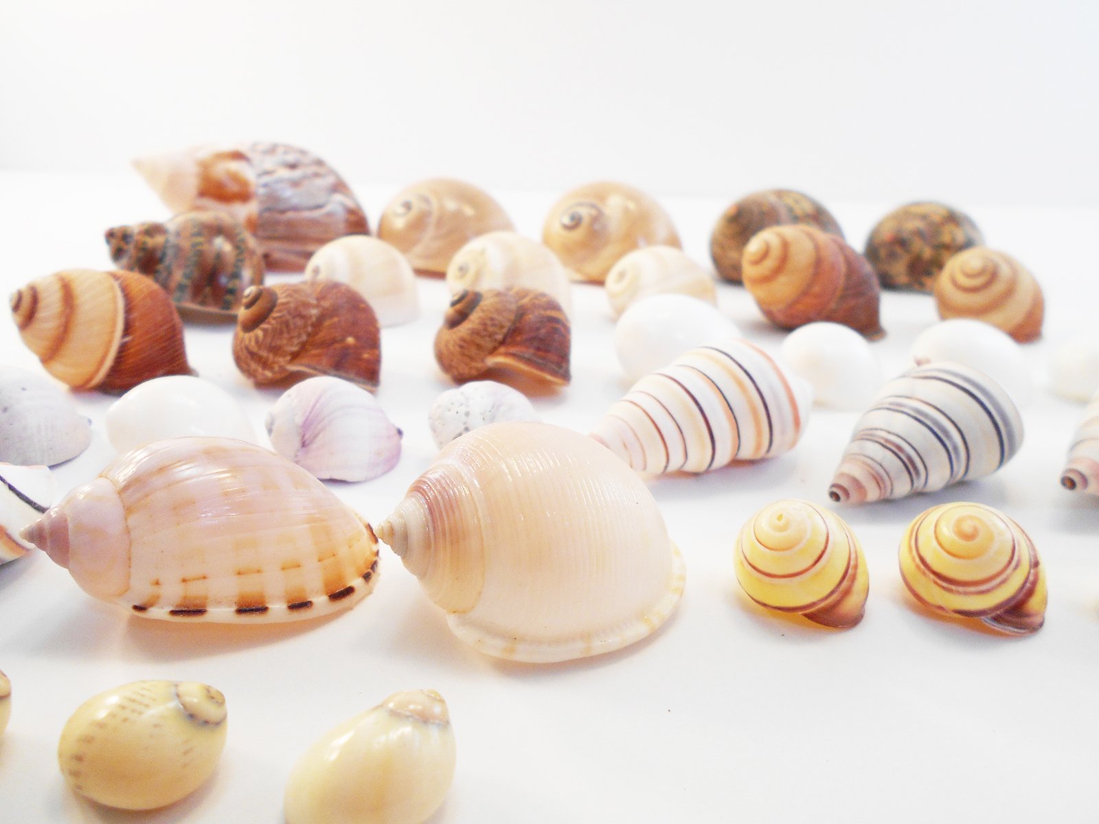 FSG - Select 35 Hermit Crab Shells Assorted Changing Seashells Small 1/2-2 Size (Opening Size 1/4 - 1) Beautiful