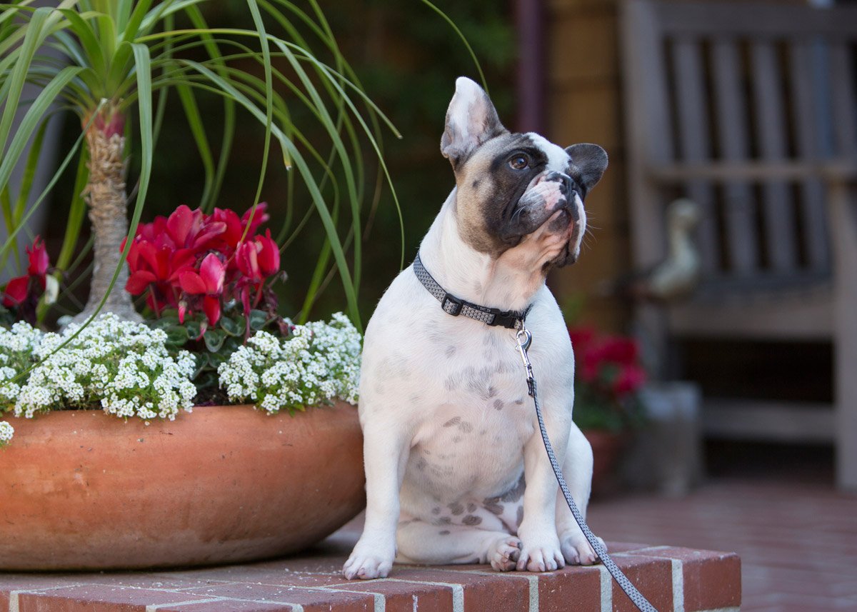 Lupinepet Eco 1/2' Granite 6-Foot Padded Handle Leash For Small Pets