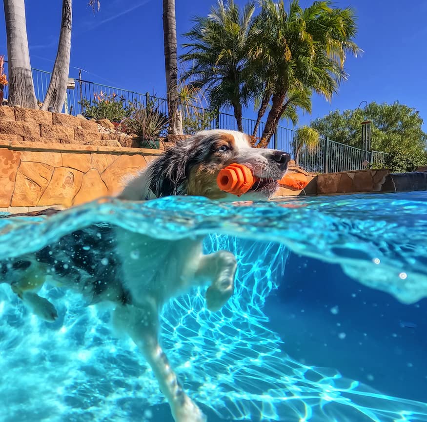 Project Hive ·Pet Company· - Sweet Mango Scented - Hive Dog Fetch Stick For Large Breeds - Dog Stick Toy - Floats In Water - Treat Dispenser Toy - Durable And Tough - Made In The Usa