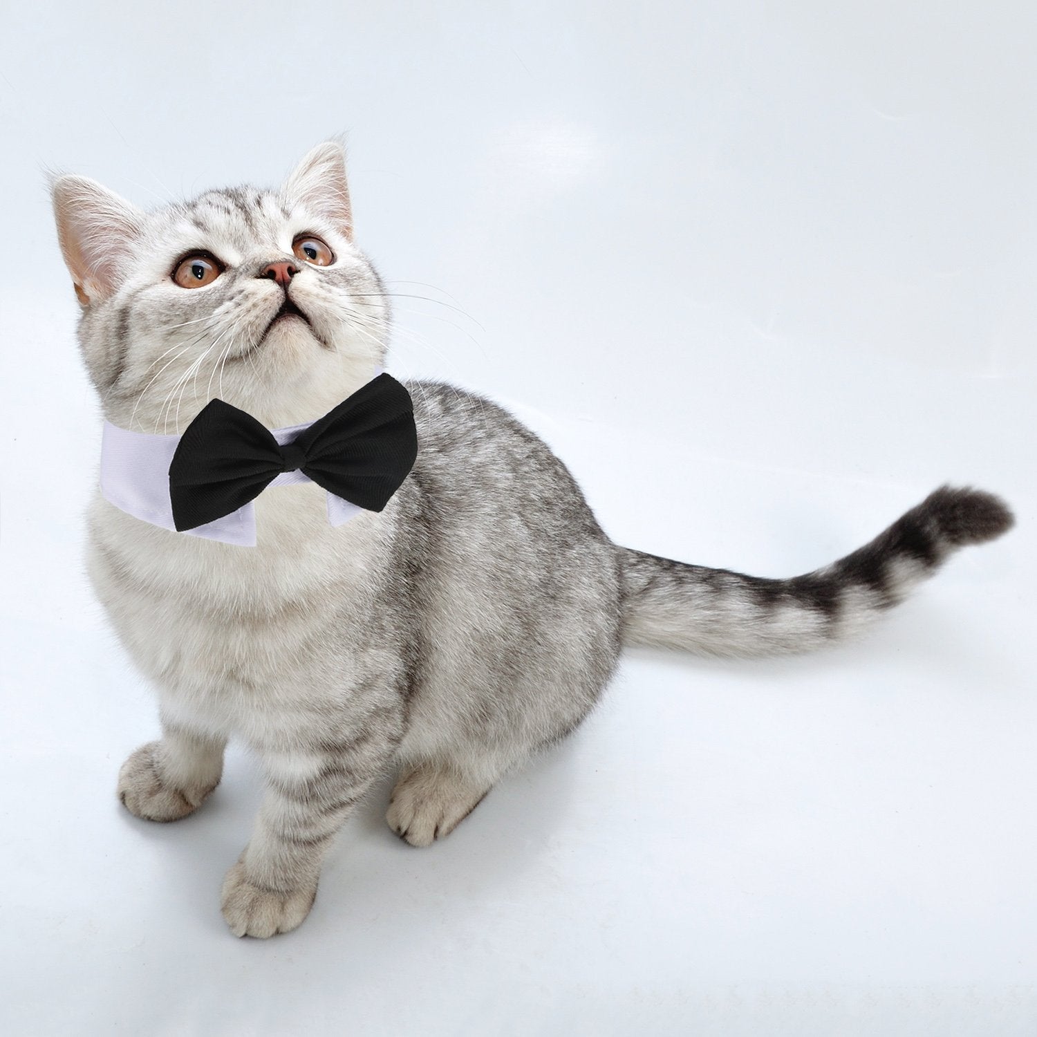 Shappy 3 Pieces Dog Cat Bow Tie Pet Costume Cat Wedding Bowtie Formal Dog Collar Adjustable Necktie Collar For Cat Small Puppy Grooming Accessories