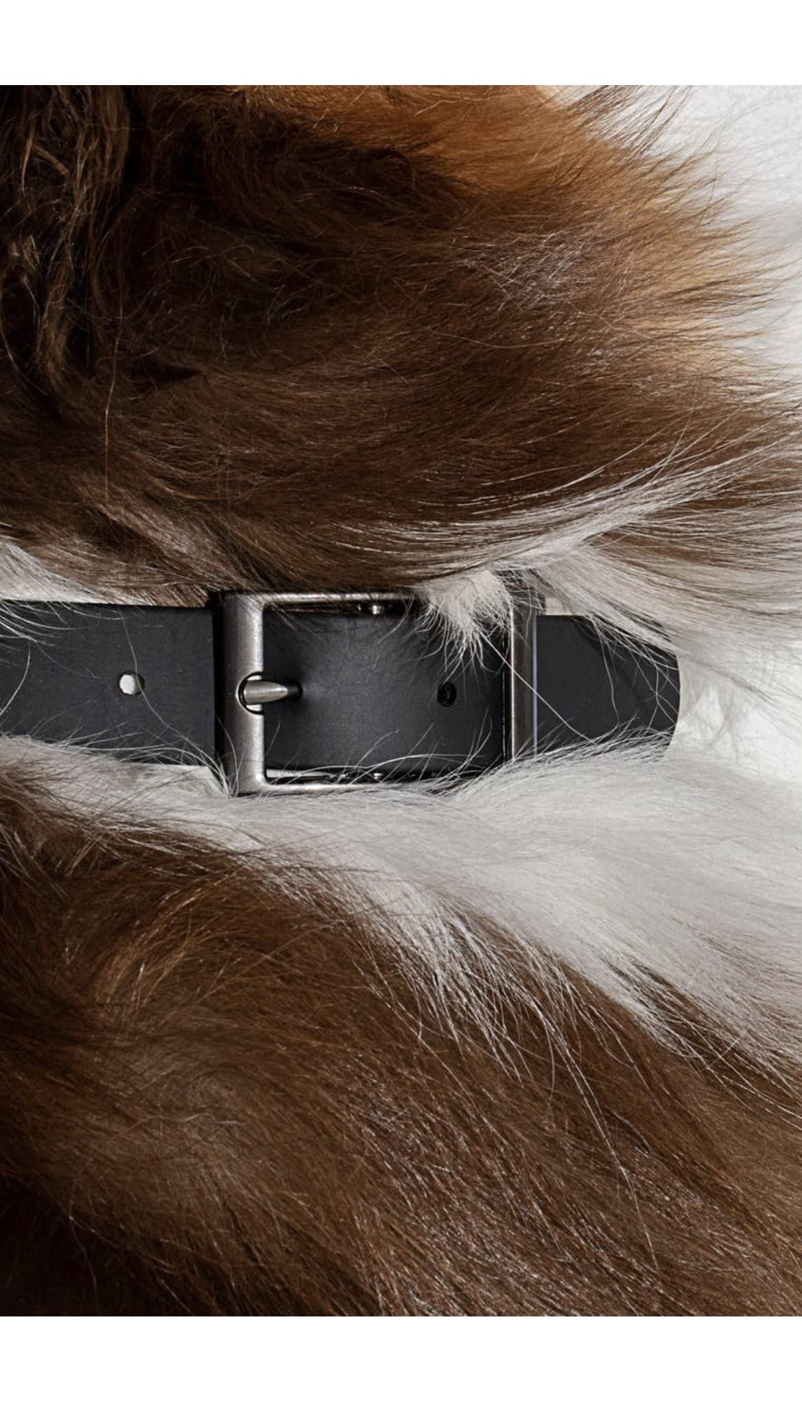 Wild One Dog Collar, The Original Easy-Clean, All Weather Flex-Poly Strap With Metal, Durable, Dirt And Odor Resistant, Size M, Black