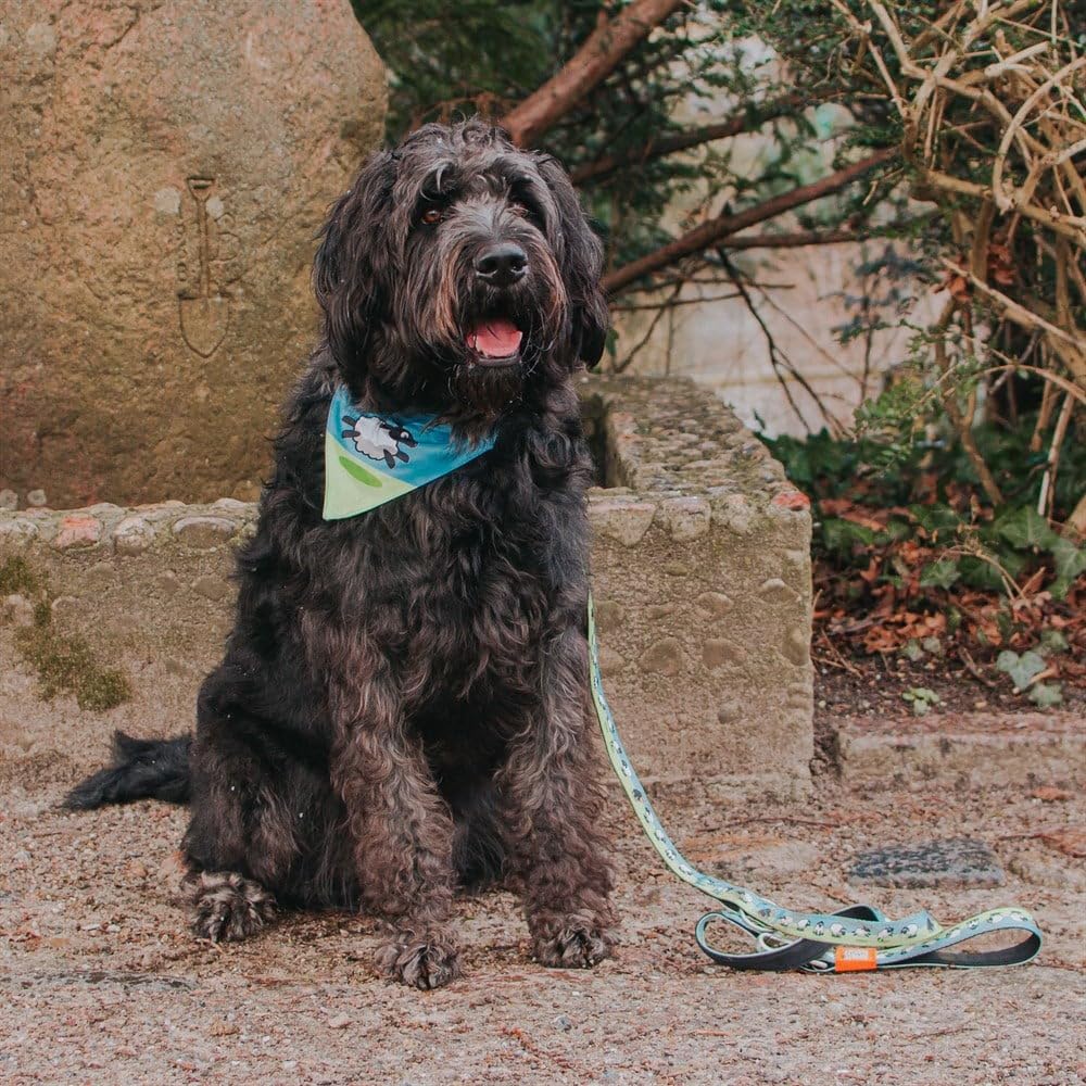 Max & Molly 2-In-1 No-Tie Reversible Pet Bandana For Collars - Vibrant Designs, Durable & Machine-Washable - Slide-On Fabric Acc