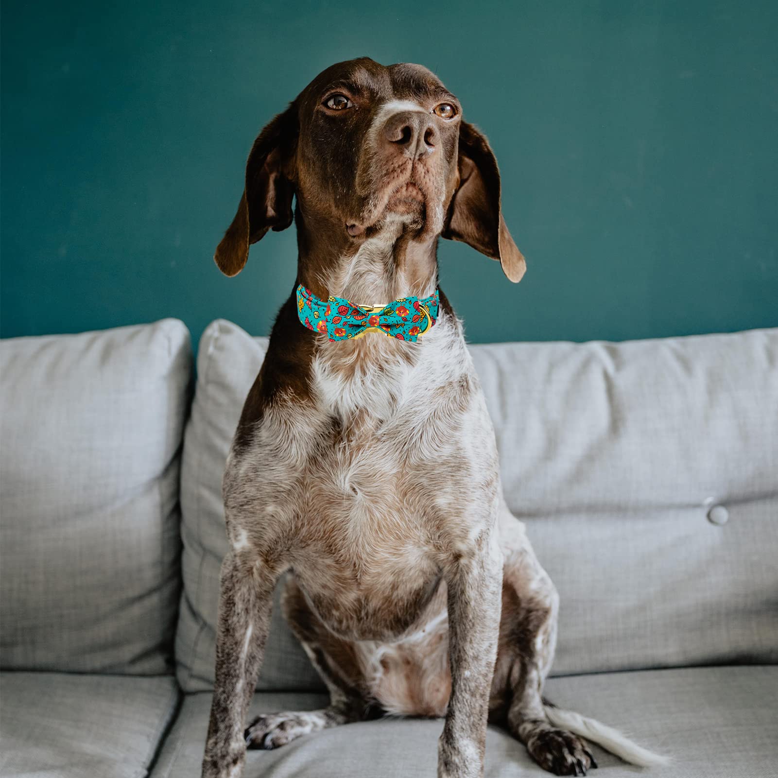 Mr. Chubbyface Thanksgiving Dog Collar - Fall Maple & Turkey Design With Adjustable Bowtie For Small, Medium & Large Dogs