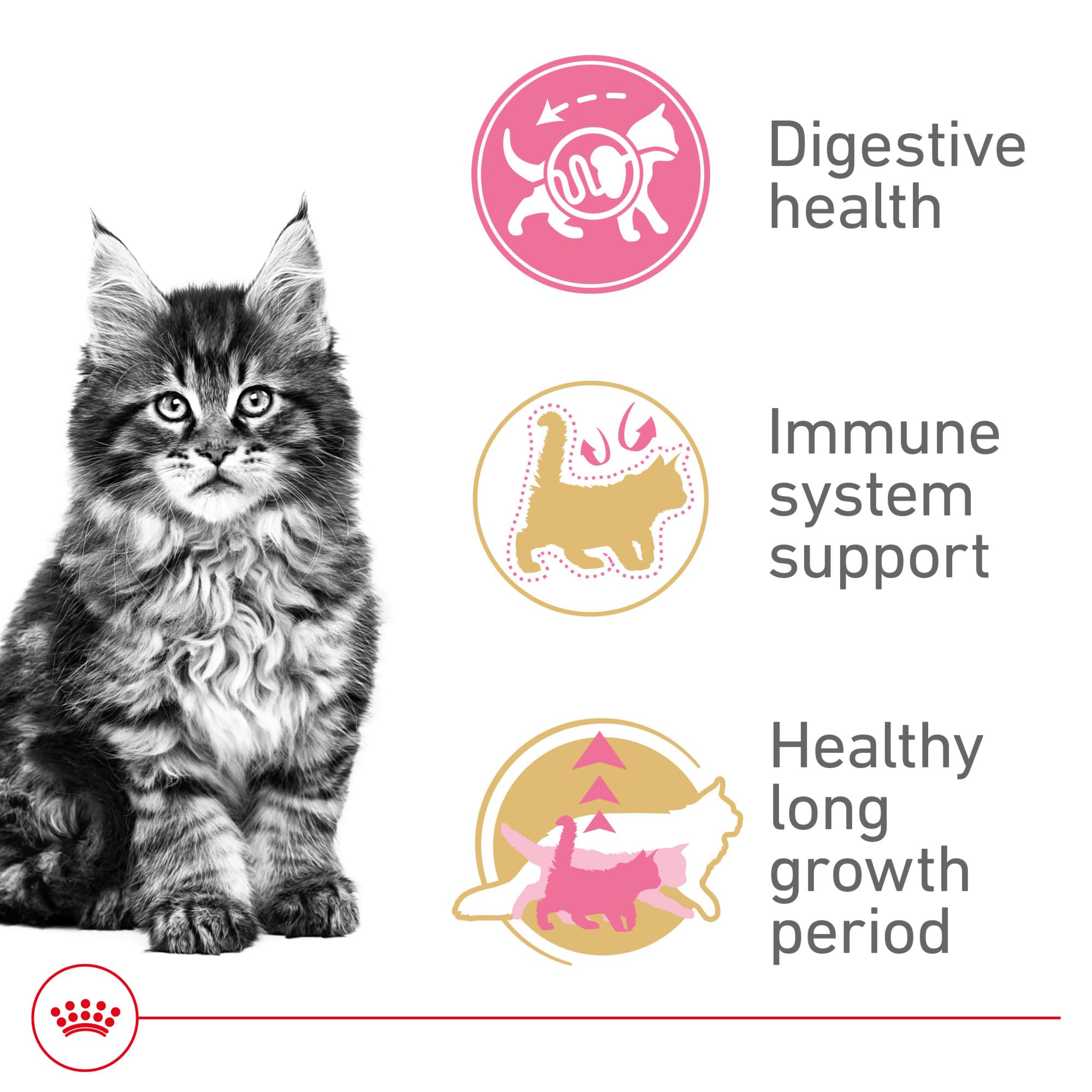 Royal Canin Maine Coon Breed Dry Kitten Food, 3 lb bag