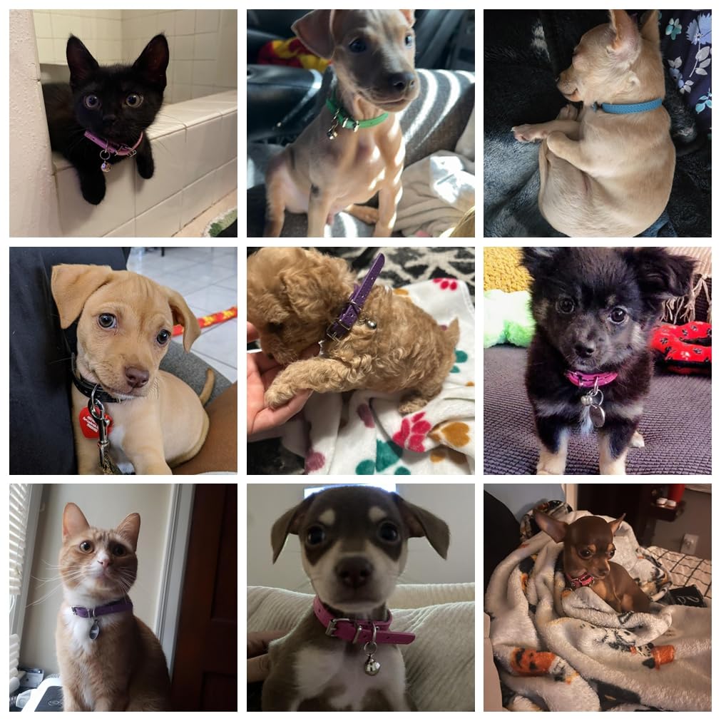 Khaki Puppy Collar With Bell Faux Leather Small Dog Collar With Bells Adjustable Buckle Kitten Cat Collars For Xxs Xs Tiny Littl