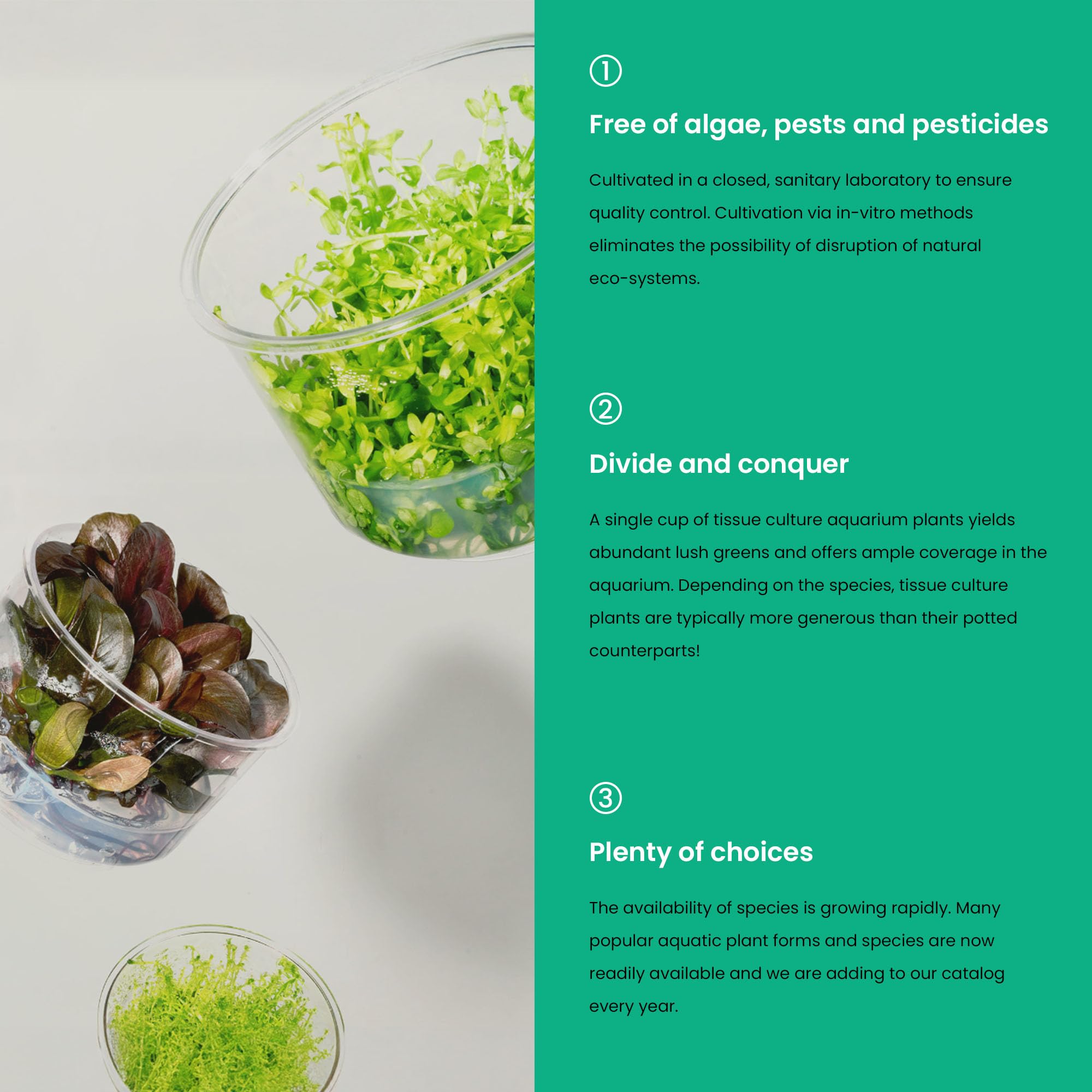 Ultum Nature Systems Cryptocoryne Beckettii Water Trumpet Tissue Culture Live Plant for Aquarium, Aquascape, Freshwater Fish Tan