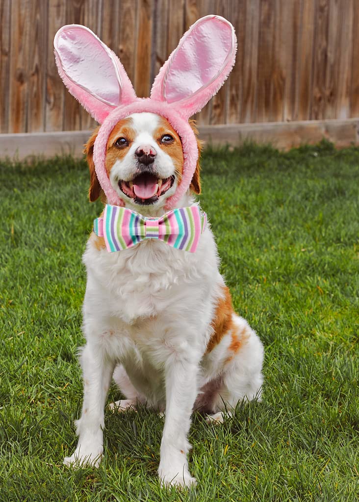 Lionheart Glory Easter Dog Collar, Dog Collar With Bow, Pet Collar Adjustable Dog Collar For Dog Bowtie Dog Collars For Large Dogs