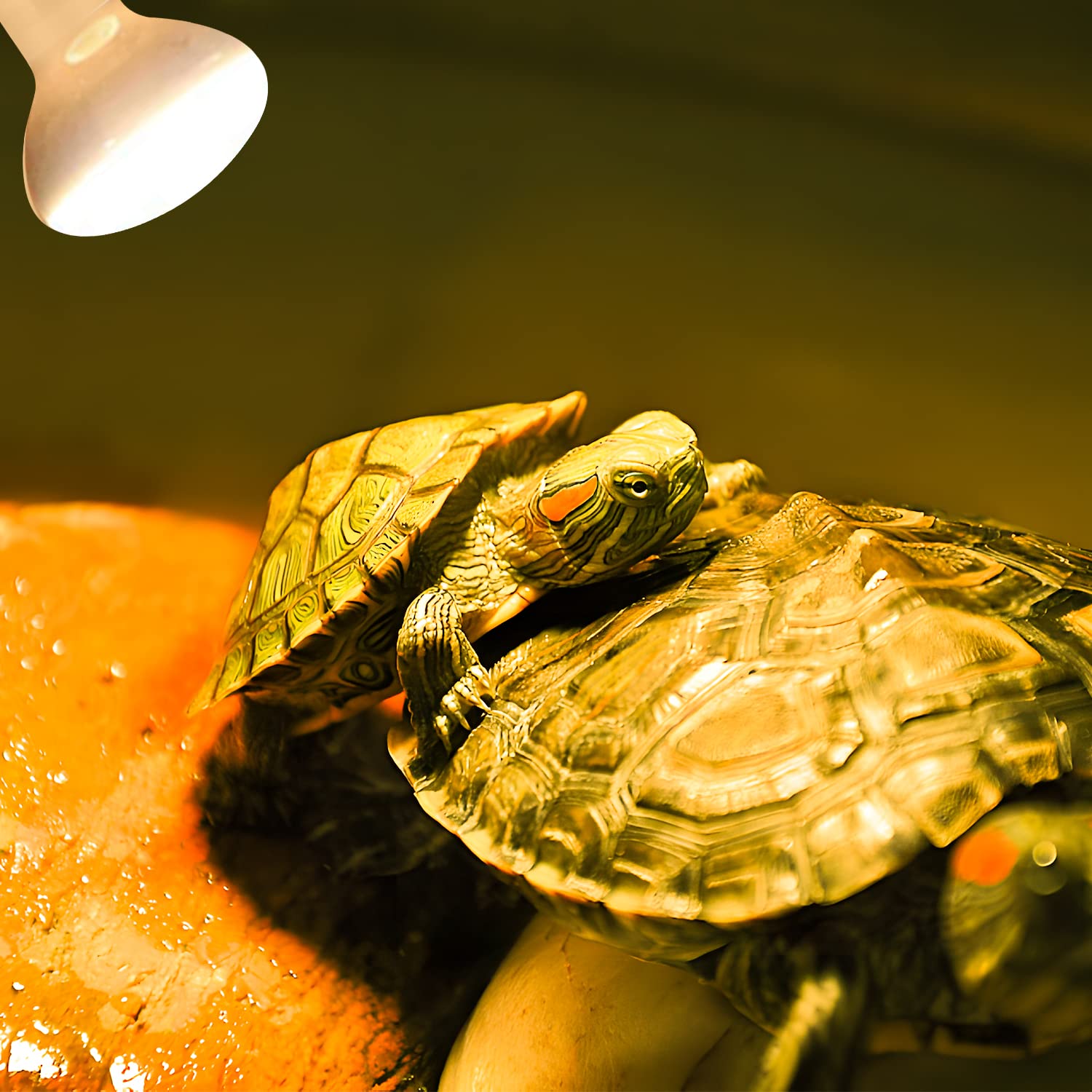 Dallfoll 2 Pack Reptile Heat Lamp Bulbs, 50W Amphibian Uva Basking Light Bulbs, Reptile Daylight Spot Light Bulbs For Turtle, Lizard, Beard Dragon