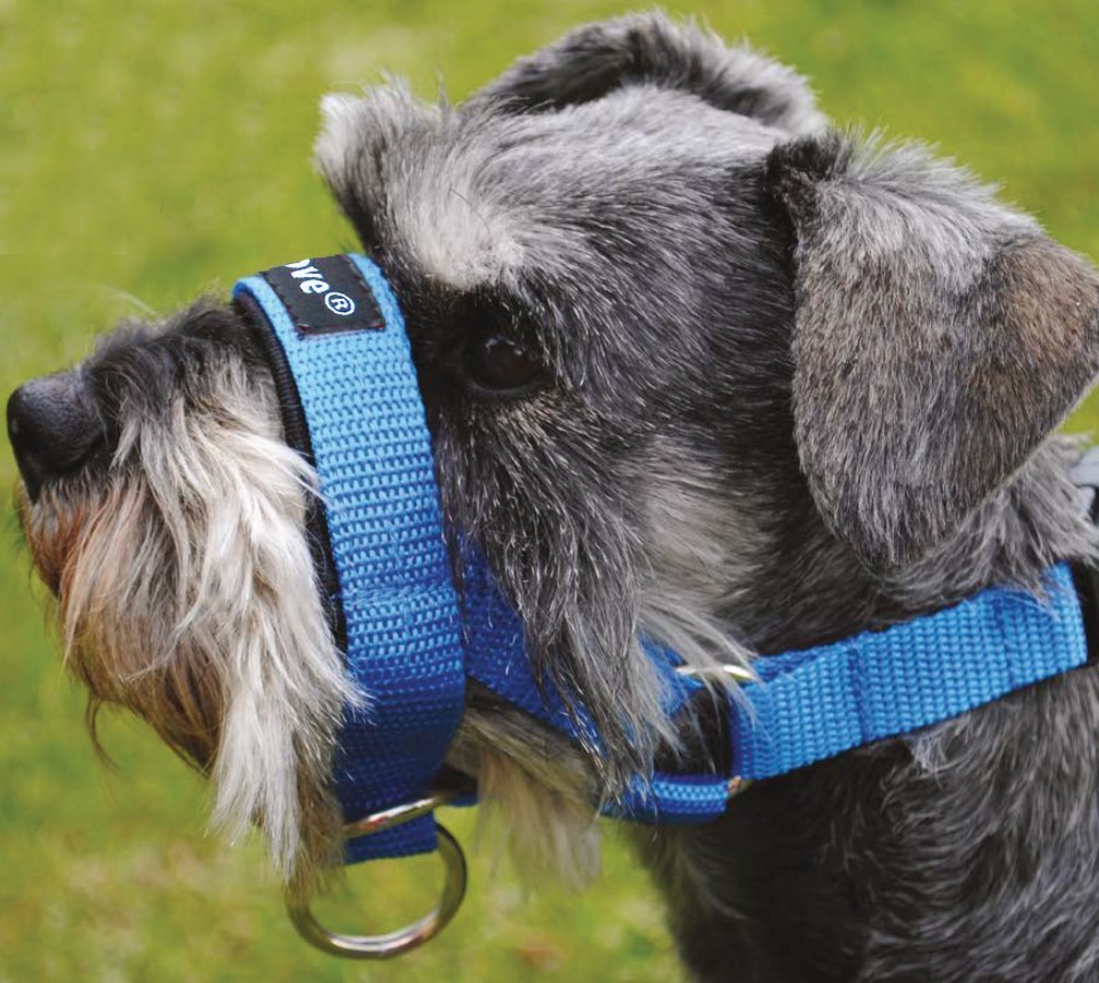 Dog Head Collar Halter Blue 5 Sizes (XXL: 14-16 Snout)