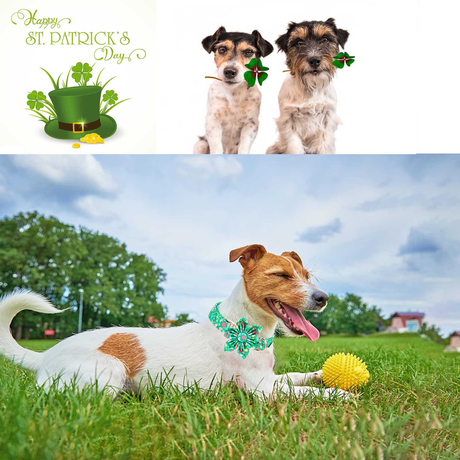 Unique Style Paws St. Patrick'S Day Dog Collar With Flower Tie Rainbow Clover Heart Puppy Collar For Small Medium Large Boys Girls-L