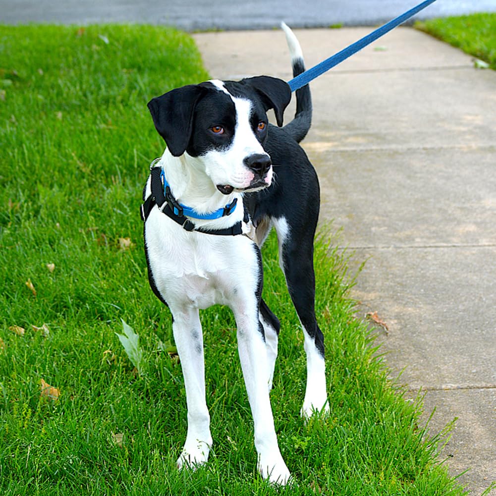 Penseepet Blue Dog Collar Basic Adjustable Dog Collars For Puppy Small Medium Large Dogs Girls With Breathable Quick Release Nyl