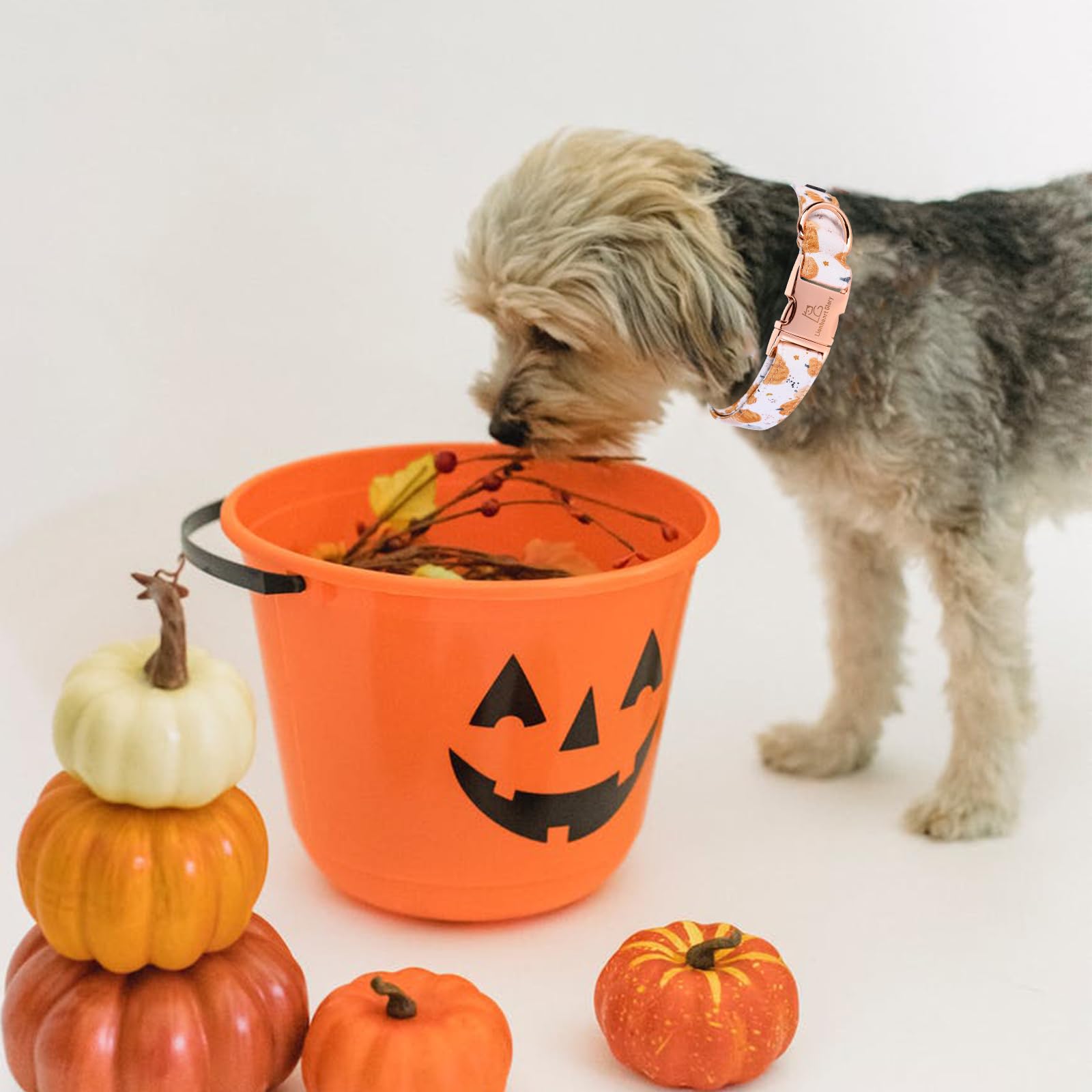 Lionheart Glory Dog Collar Halloween Collar Dog Fall Dog Collars, Adjustable Heavy Duty Dog Collar For Medium Dogs Pumpkin Collar Dog