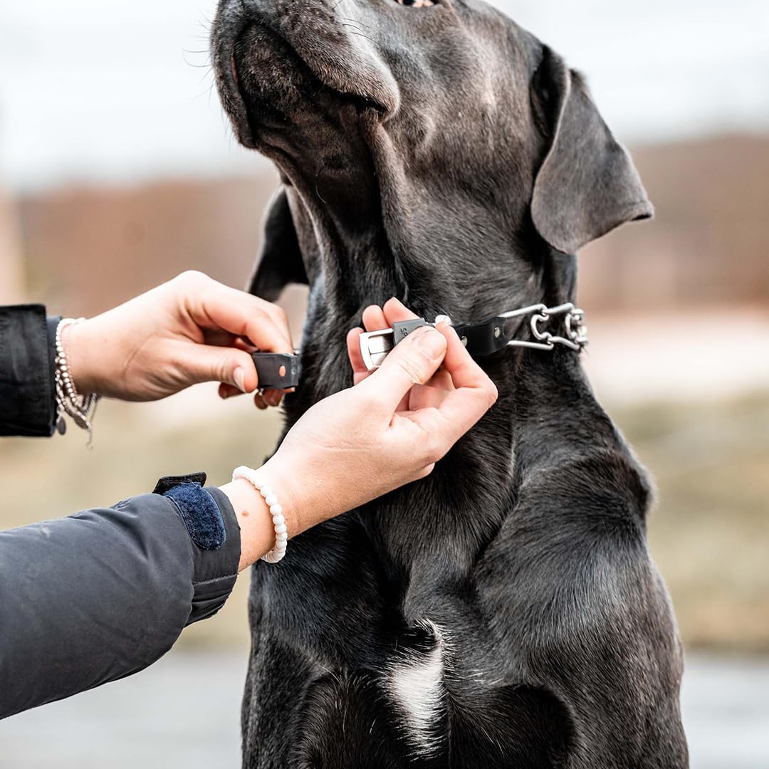 Herm Sprenger Prong Collar For Dog Training With Easy Quick Release Cliclock & Swivel Ring - German Made Dog Collar With Chrome