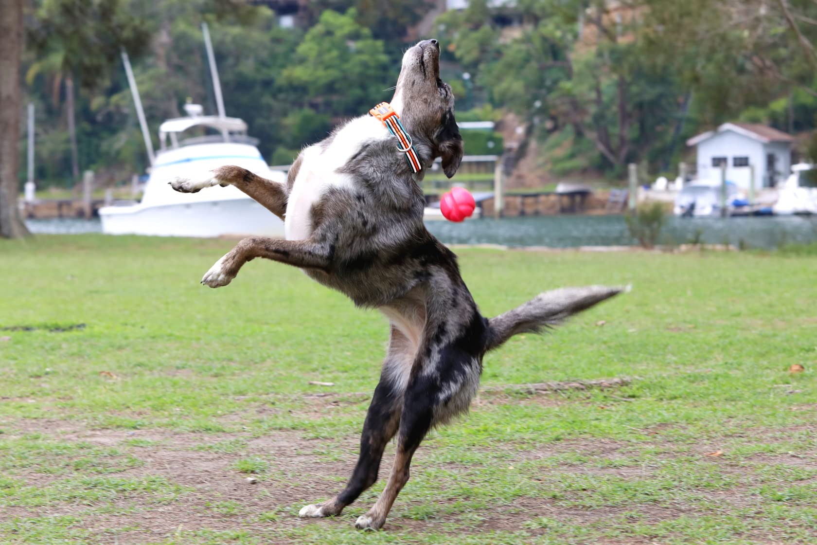 Doog - Soft And Breathable Neoprene Padded Adjustable Dog Collar Available: Xsmall, Small, Medium, And Large Dogs And Puppies Fo