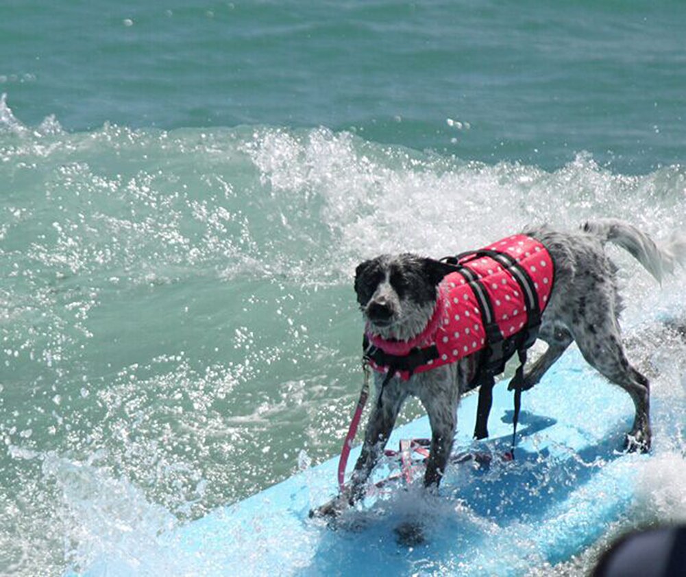 Haocoo Dog Life Jacket Vest Saver Safety Swimsuit Preserver With Reflective Stripes/Adjustable Belt Dogs?Pink Polka Dot,Xxs