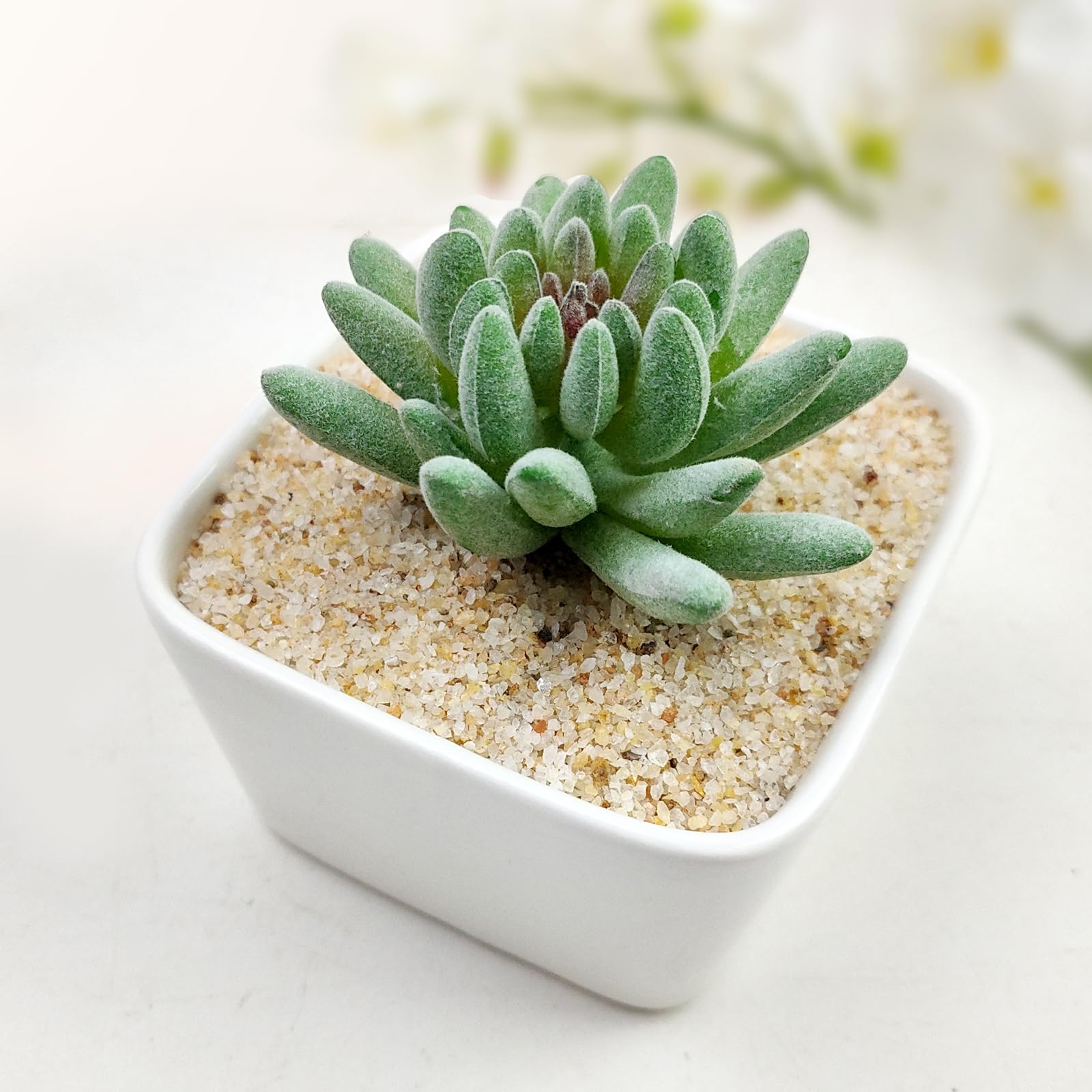 FANTIAN 5 lbs Aquarium Silica Sand. 0.4-0.8 mm Mini Gravel Substrate for Fish Tank, Plants Potted, Fire Pits, Candle, Vase Fille