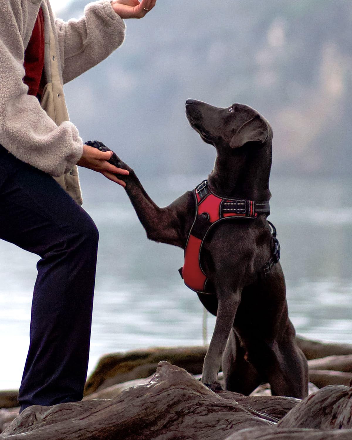 Joytale No Pull Dog Harness For Large Dogs, Reflective Pet Vest With 2 Leash Clips, Adjustable Soft Padded Harnesses With Easy C