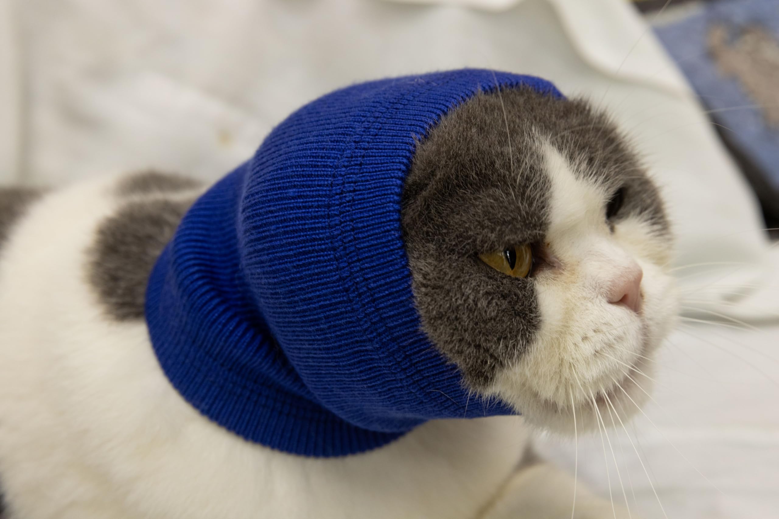 DDFS Cat Ear Wrap Noise Cancelling Headphones Quiet Head Covers Neck Gaiter for Cats Blue S