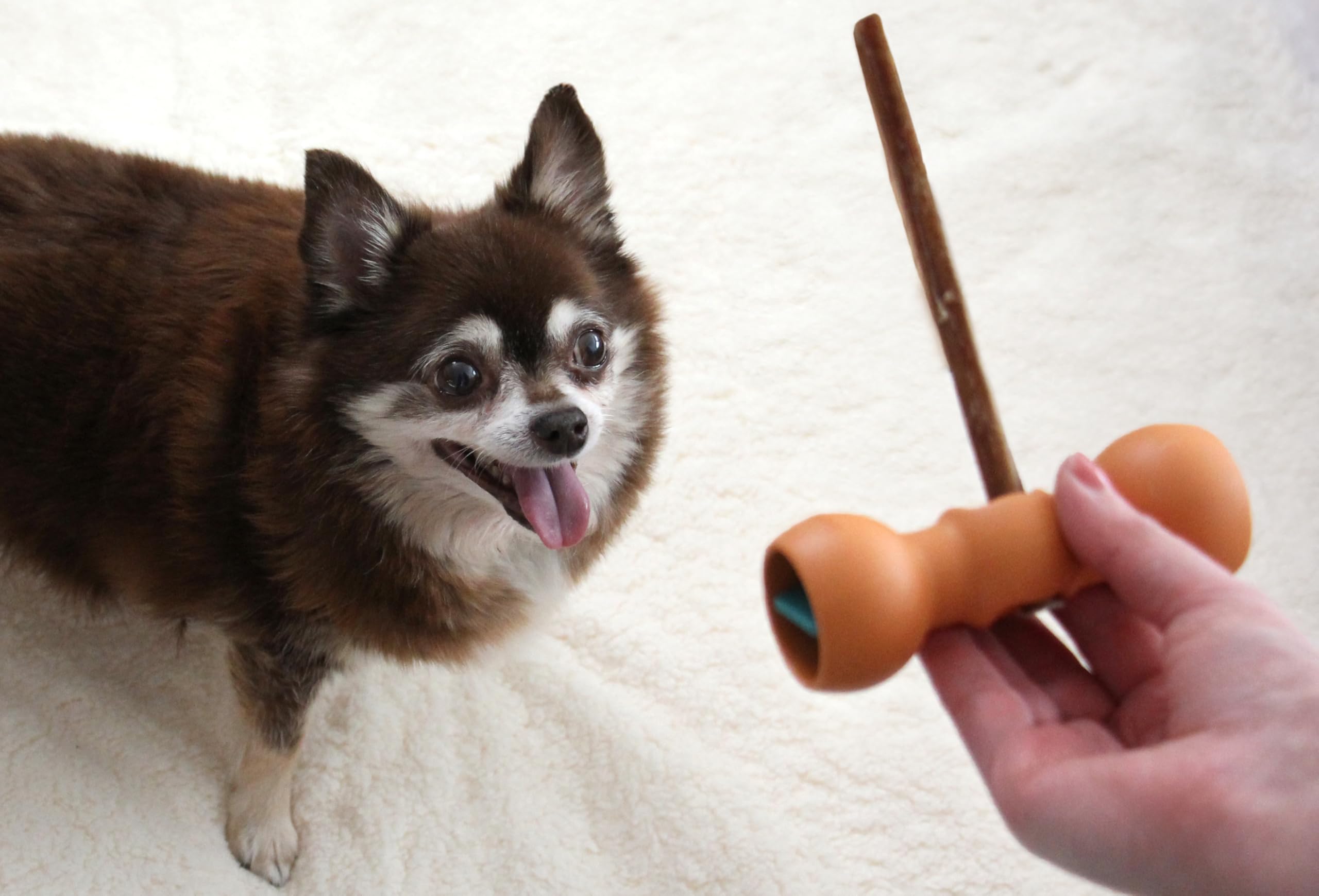 Bow Wow Labs New Bow Wow Buddy Starter Kit - Bully Sticks & Anti-Choking Bully Stick Holder Safety Device for Dogs (XS)