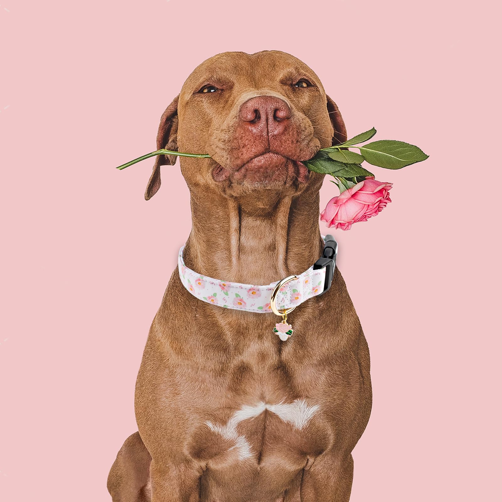 Faygarsle Floral Rose Patterned Cotton Dog Collar For Small, Medium, Large Boys Girls Dogs L