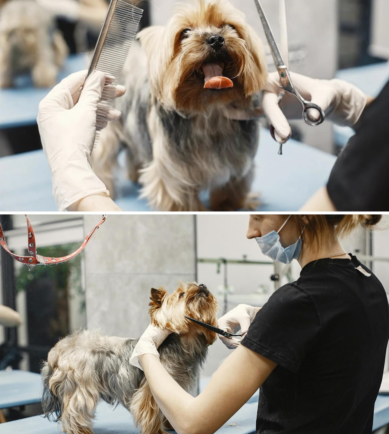 Stjuo Dog Grooming Straight Scissors 7.5 Inch Professional Pet Shears Made Of Japanese Advanced Stainless Steel Professional Gro