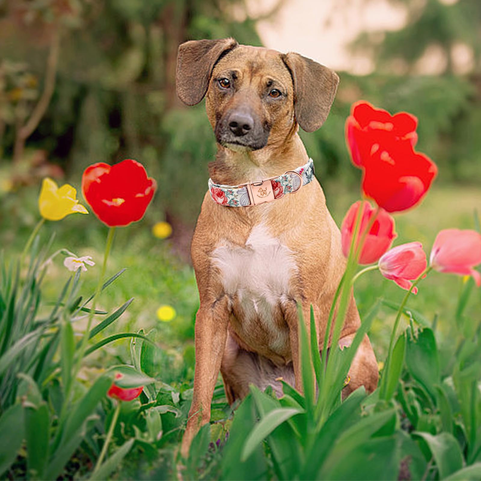 Elegant Vintage Floral Print Summer Dog Collar - Cotton, Durable, Metal Buckle For Medium Dogs