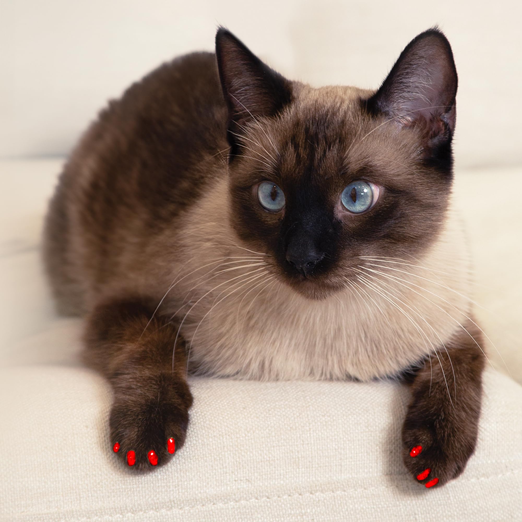 Soft Claws Safe Scratch-Free Solution For Cats - Cls (Cleat Lock System), Size: Large, Color: Black