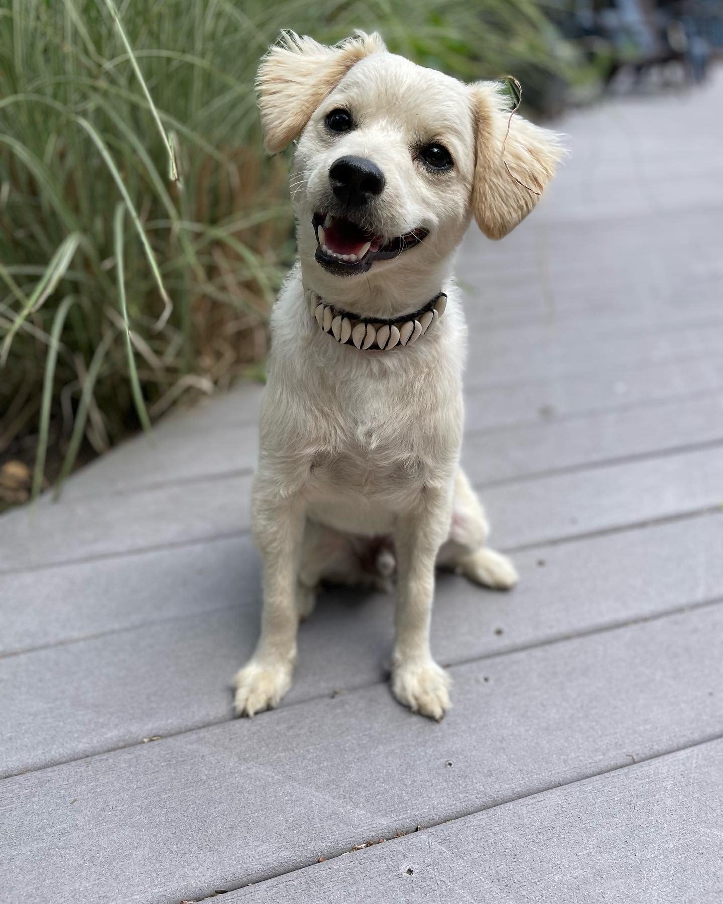 Seashell Dog Collar Pet Necklace Designer Dog Collar Luxury Dog Neckclace Fun Dog Stuff Beach Essintals For Dogs Nautical Dog De