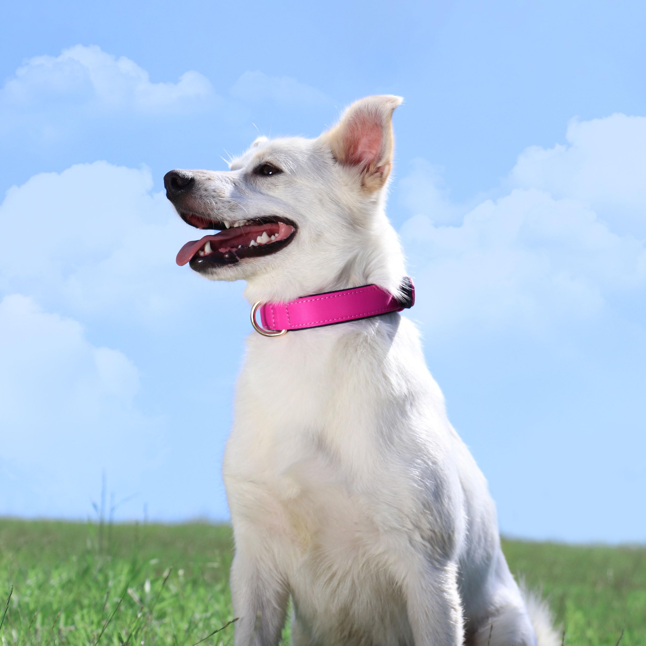 Didog Soft Padded Dog Collars For Small Dogs, Lightweight And Breathable Dog Collar Waterproof With Metal Buckle For Puppy, Rose