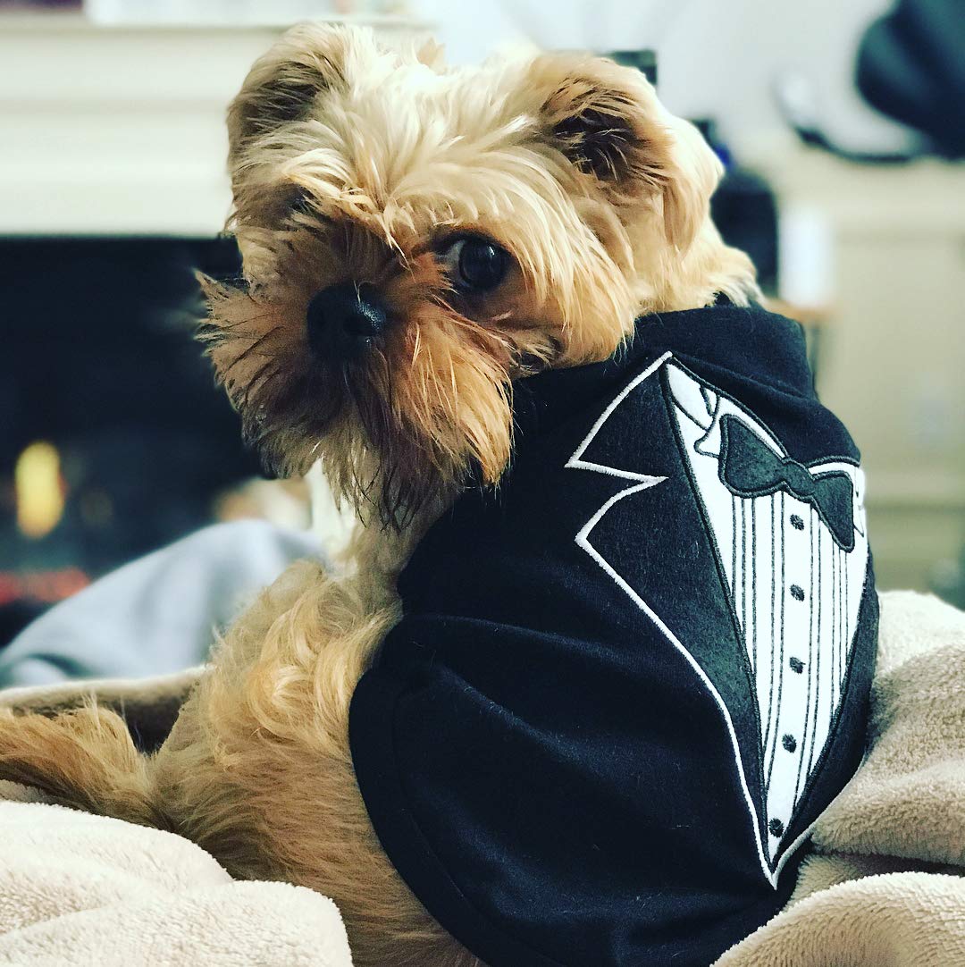 Parisian Pet Tuxedo Dog T-Shirt, Small