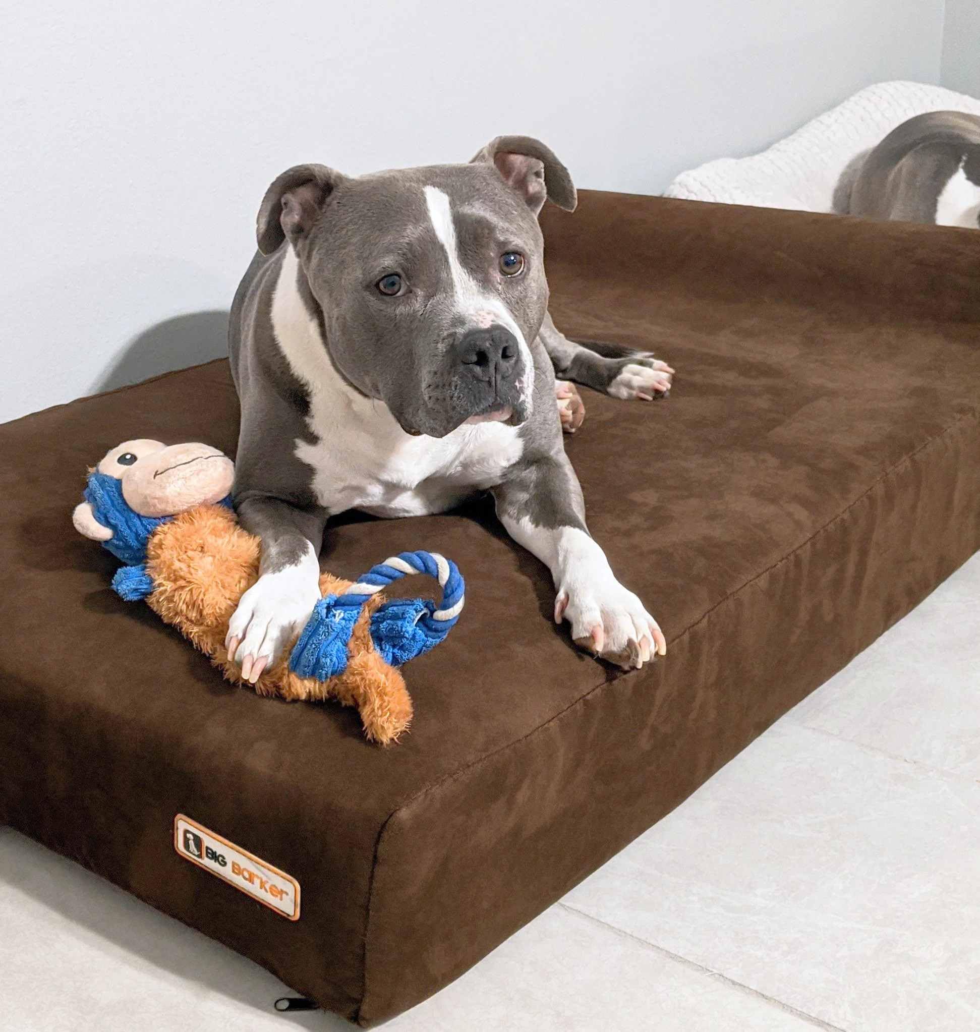 Barker Beds Headrest Dog Bed For Large Sized Dogs (Large, Chocolate) - 7'' Thick Soft & Comfortable Orthopedic Cushion - Durable
