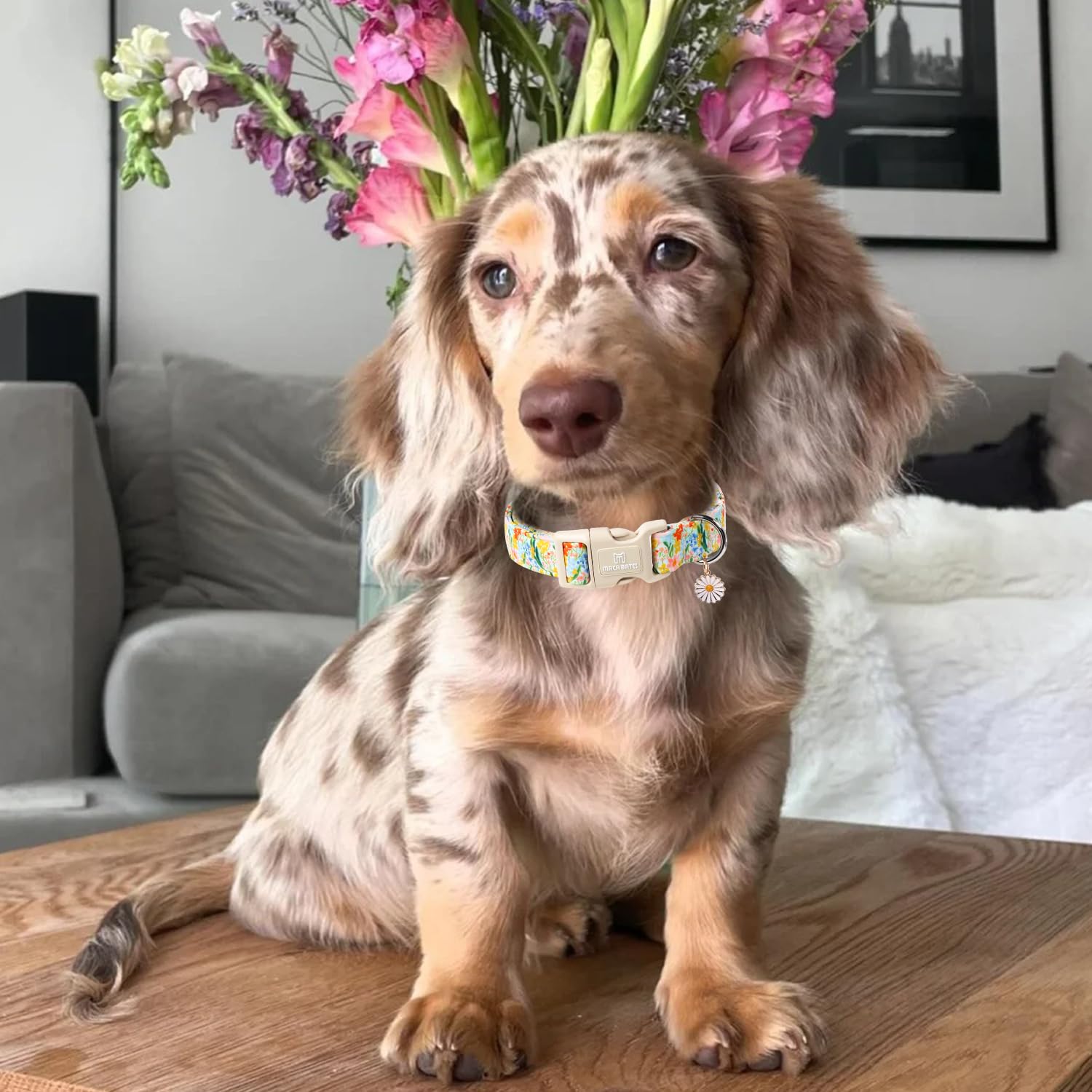 Maca Bates Spring Floral Basic Dog Collar With Pretty Flower Charm And Safety Buckle Adjustable Durable Soft Comfortable Collars