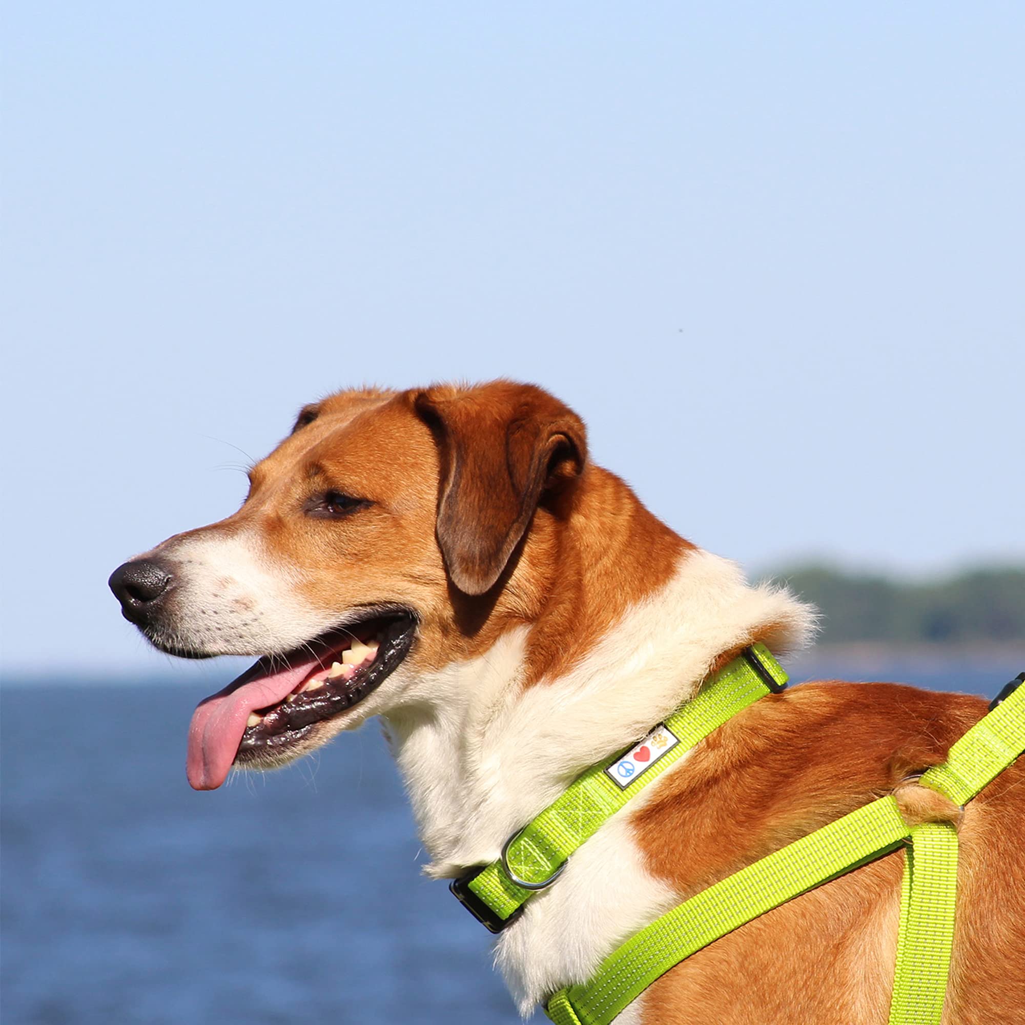 Pawtitas Reflective Dog Collar With Stitching Reflective Thread | Reflective Dog Collar With Buckle Adjustable And Better Training Great Collar For Large Dogs - Green Collar