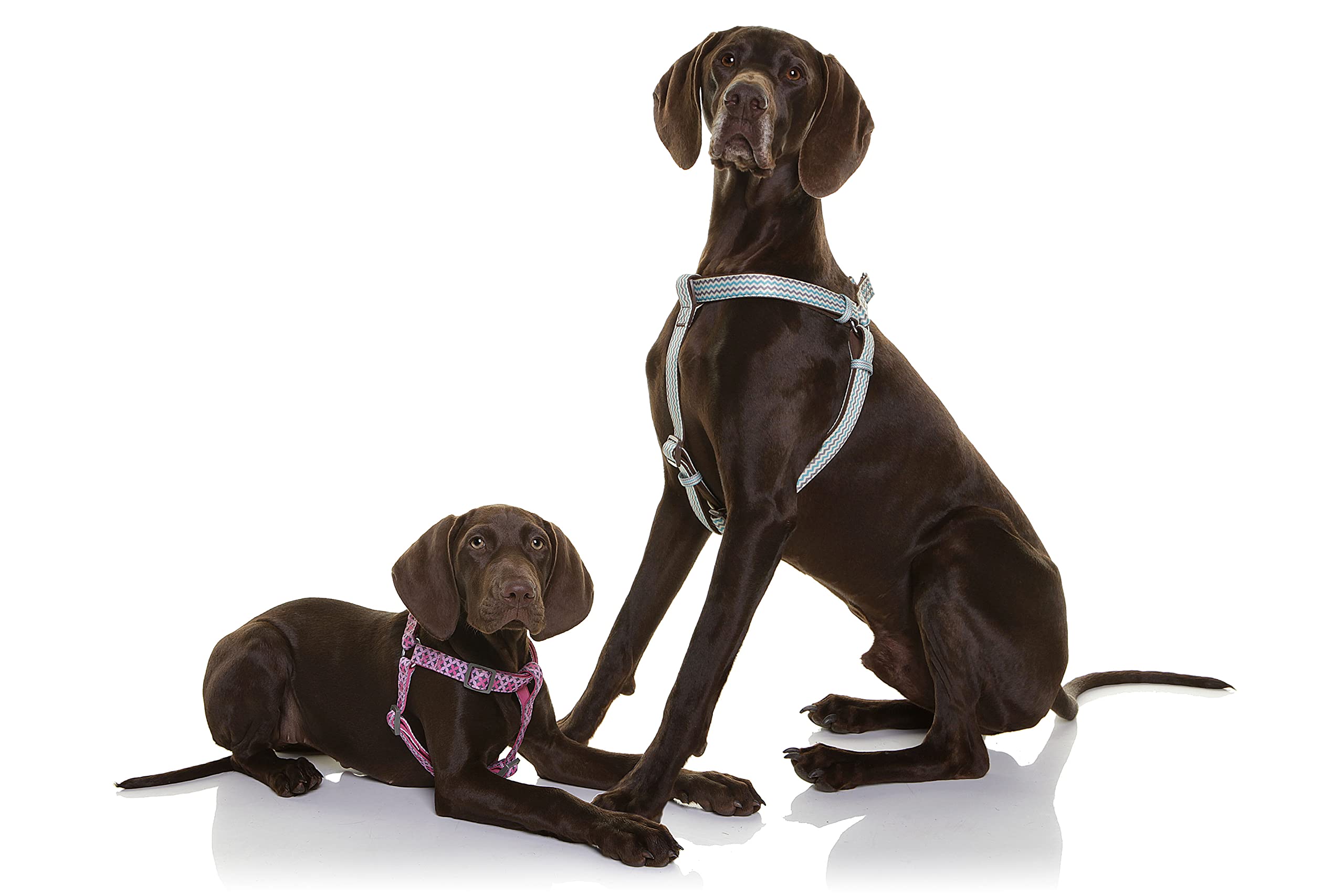 Doog Step In Harness Toto (Large), Harpbs-L