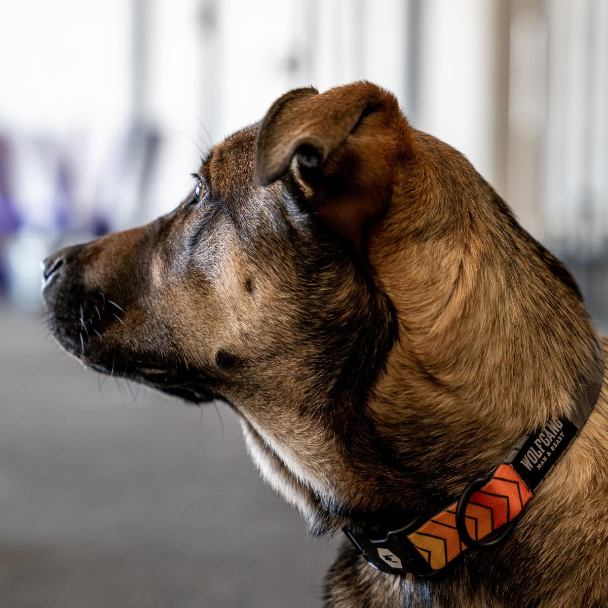 Wolfgang Heavy Duty Martingale Dog Collar With Quick Release Nylon Buckle For Walking & Training, Chevtech Print, Medium