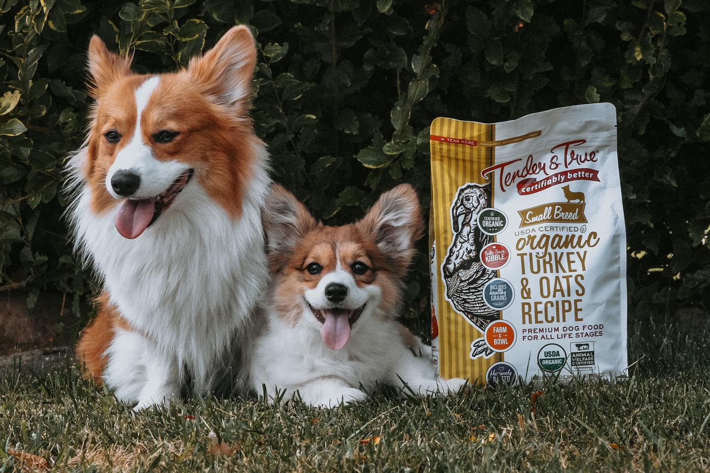Tender & True Small Breed Organic Turkey & Oats