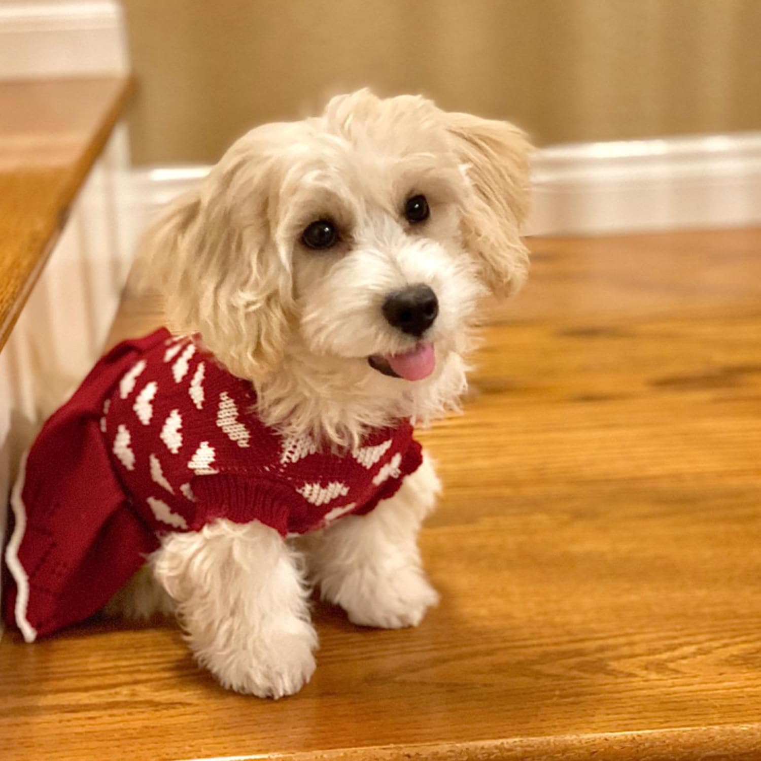 Muyaopet Small Dog Sweaters Girl Red Winter Warm Dog Christmas Dress Day Day Costume Clothes Dachshund Chihuahua Corgi (Red, Xs)