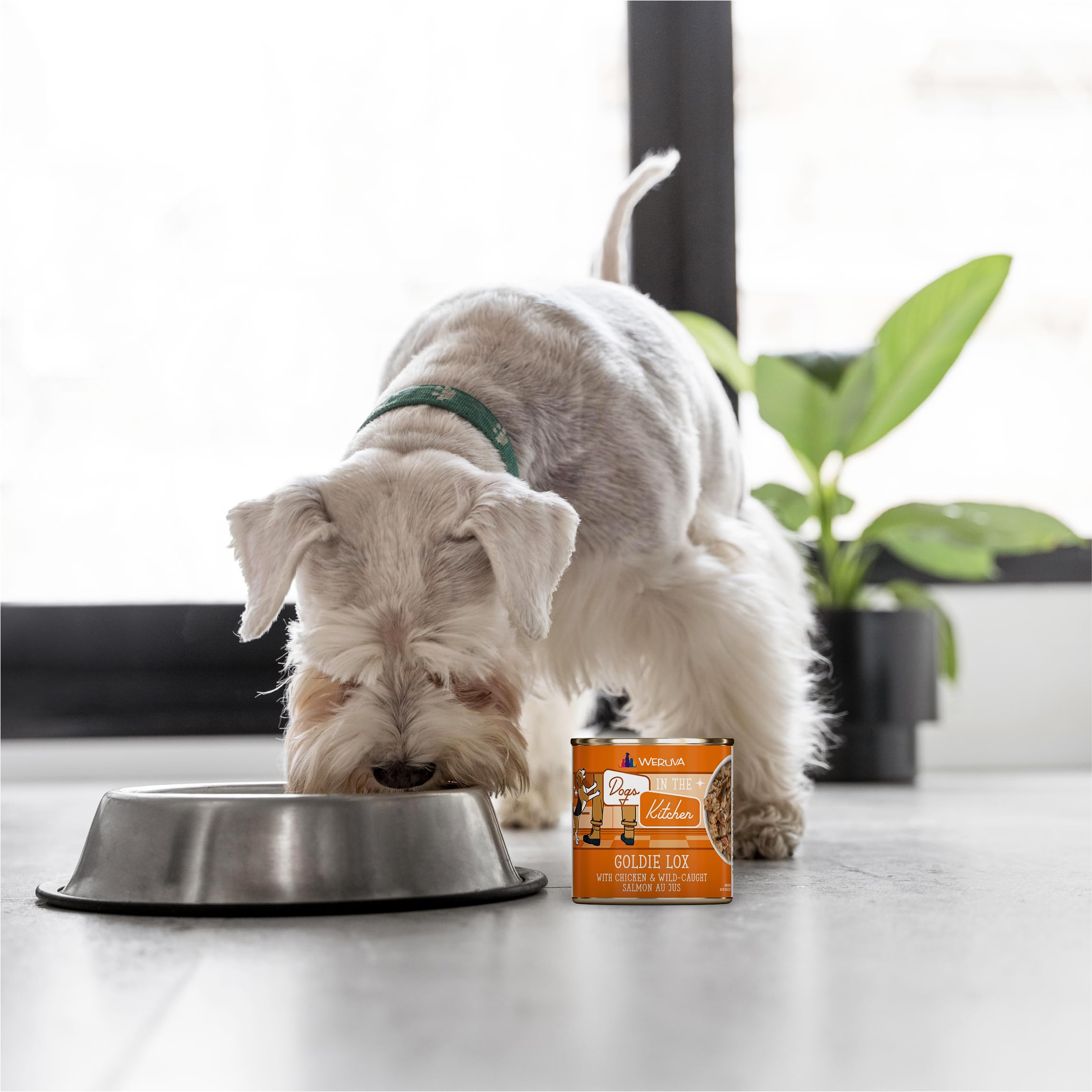 Weruva Dogs in The Kitchen, Goldie Lox with Chicken & Wild-Caught Salmon Au Jus Dog Food, 10oz Can (Pack of 12)