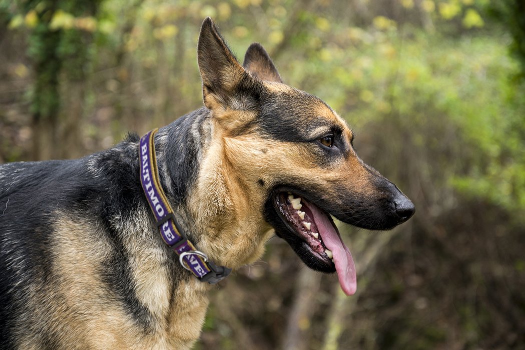 Pets First NFL Baltimore Ravens Licensed PET COLLAR, Small - Heavy-Duty, Strong, and Durable Dog Collar. Available in 31 Footbal
