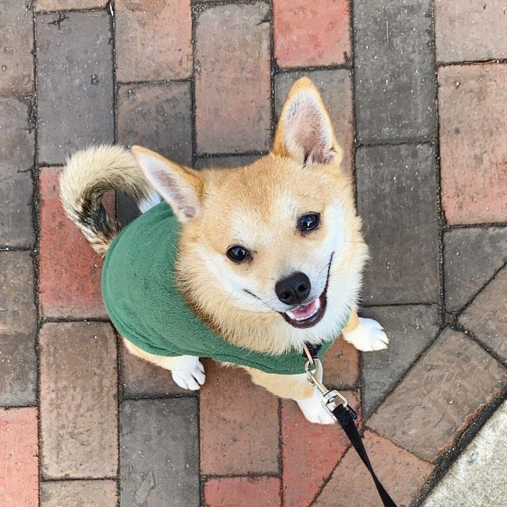 Gooby Stretch Fleece Vest Dog Sweater - Forest Green, Medium - Warm Pullover Fleece Dog Jacket - Winter Dog Clothes For Small Dogs Boy - Dog Sweaters For Small Dogs To Dog Sweaters For Large Dogs