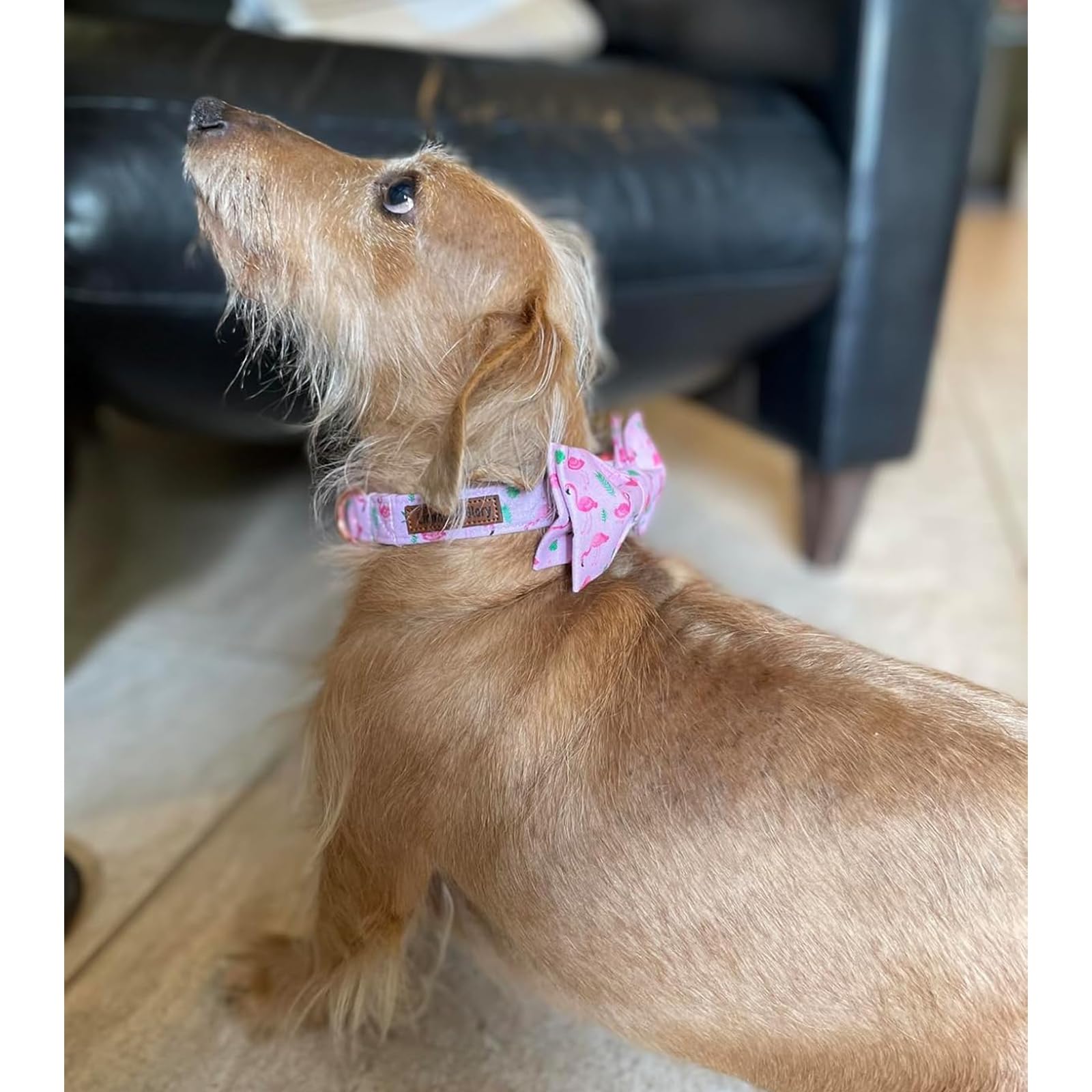 Lionheart Glory Pink Dog Collar with Bowtie for X-Large Dogs - Valentine's Day Special