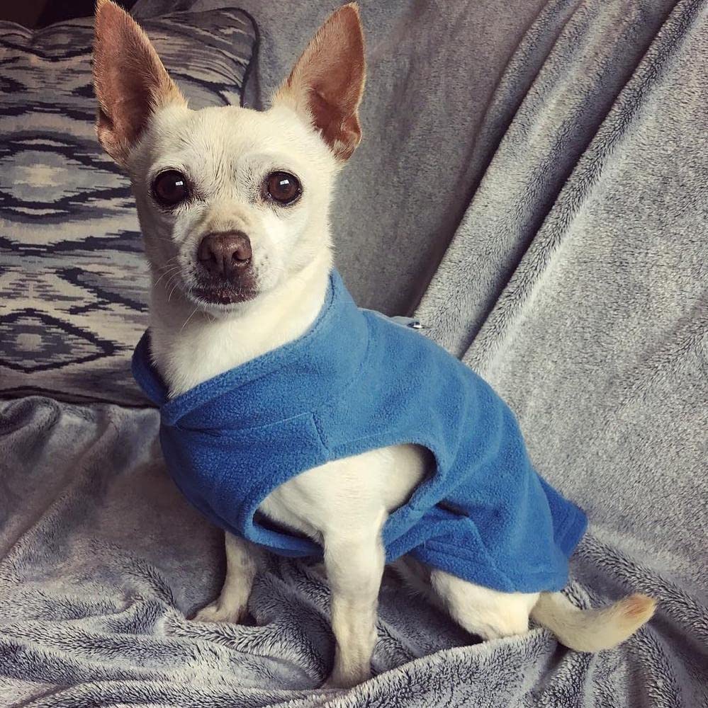 Gooby Fleece Vest Dog Sweater - Blue, Small - Warm Pullover Fleece Dog Jacket With O-Ring Leash - Winter Small Dog Sweater Coat