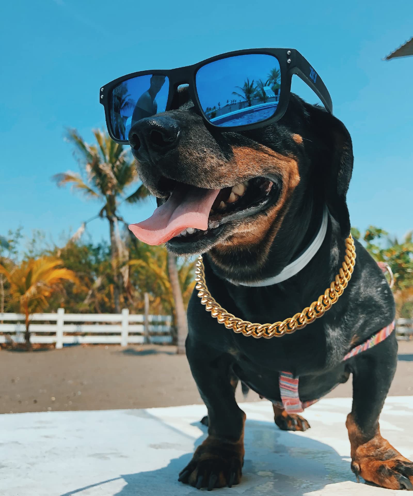 PP COLOR Gold Chain Dog Collar-15mm Cute Dog Collar Pet Gold Necklace Bulldog Light Metal Puppy Jewelry 23 Chain Puppy Costume