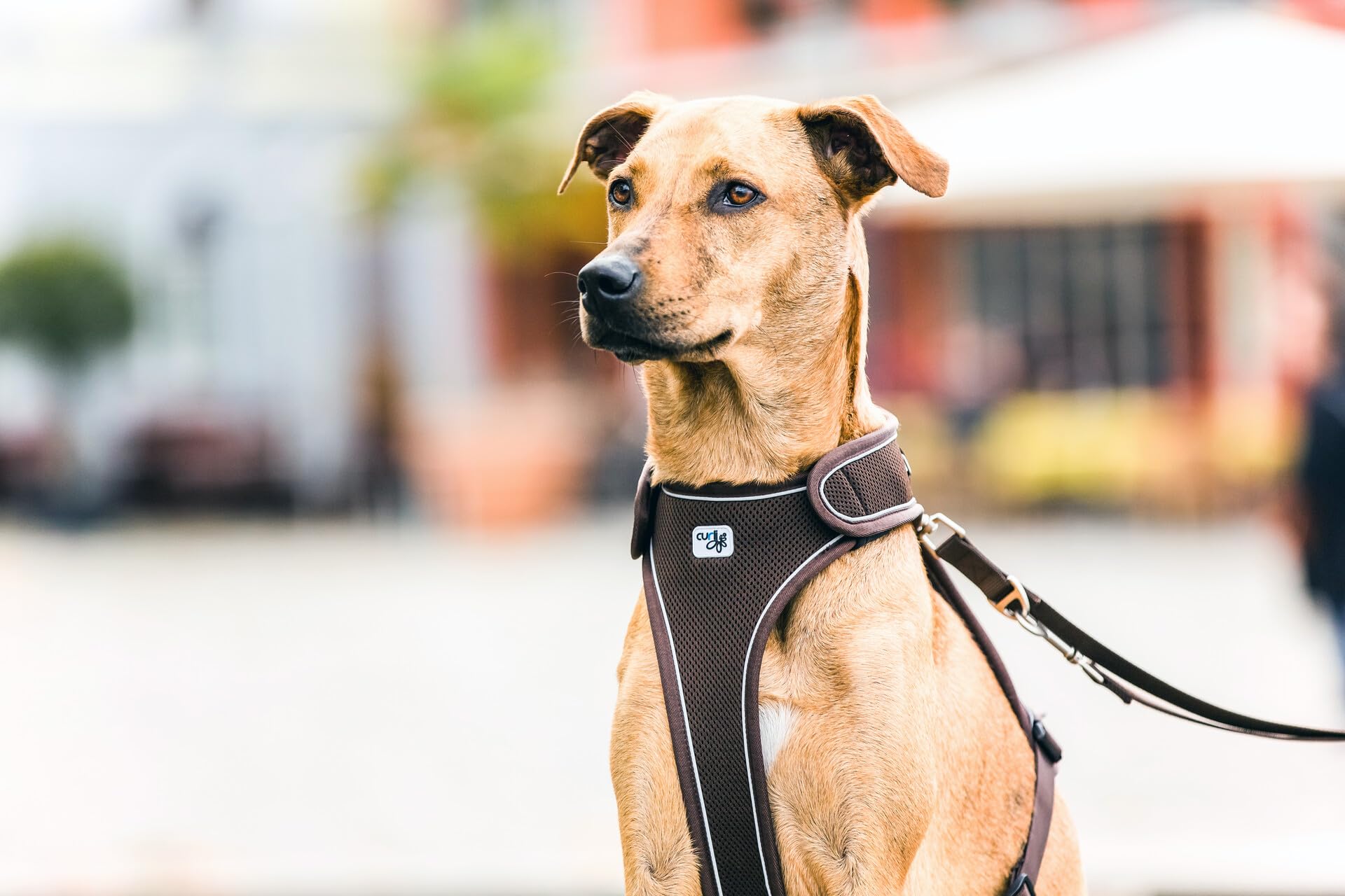 Curli Belka Harness Custom-Fit Big Dog Harness Dog Harness Adjustable Choke-Free Reflective Vest for Large Dogs Brown XL